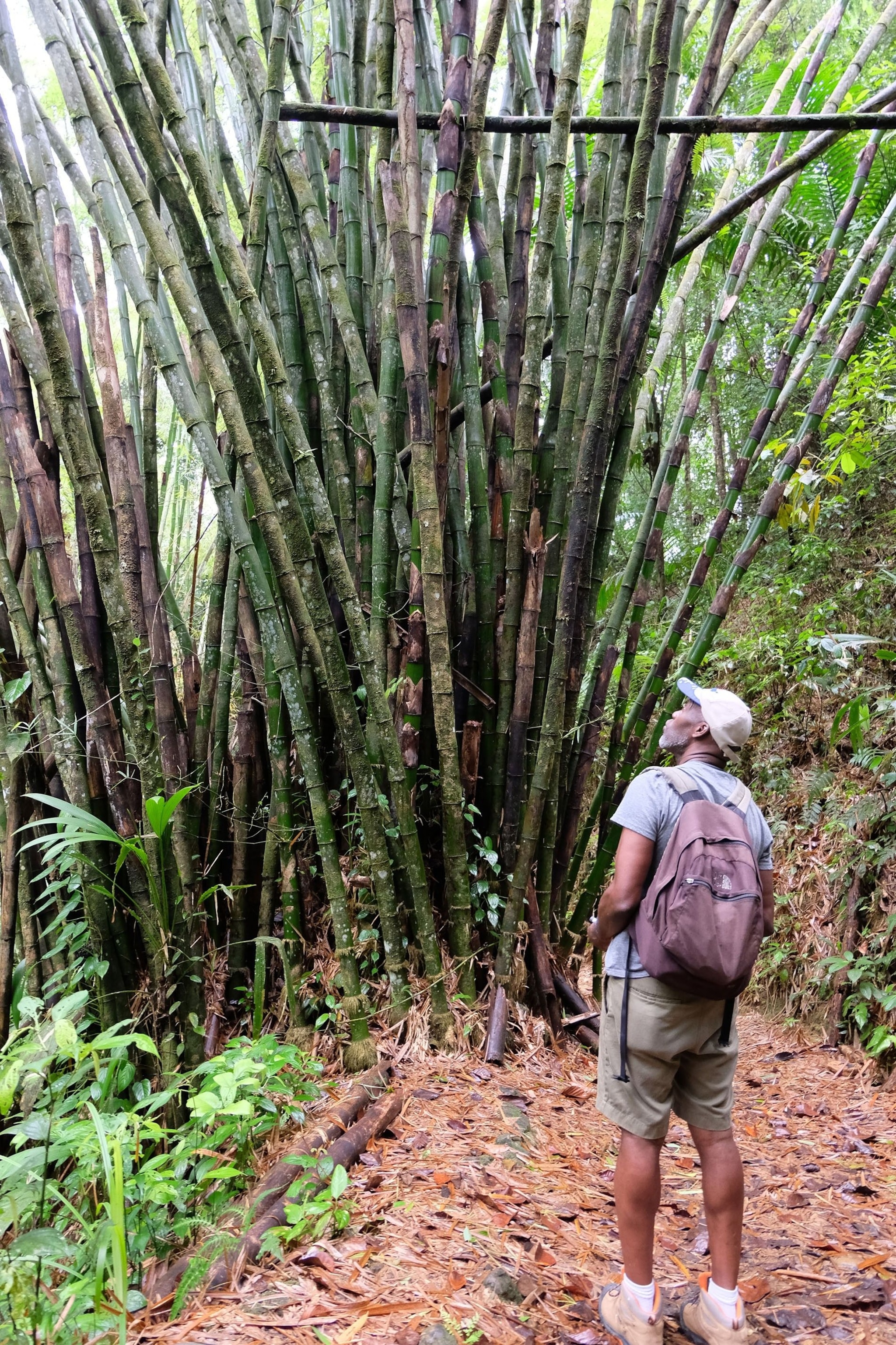 William Trim looks at tall trees.