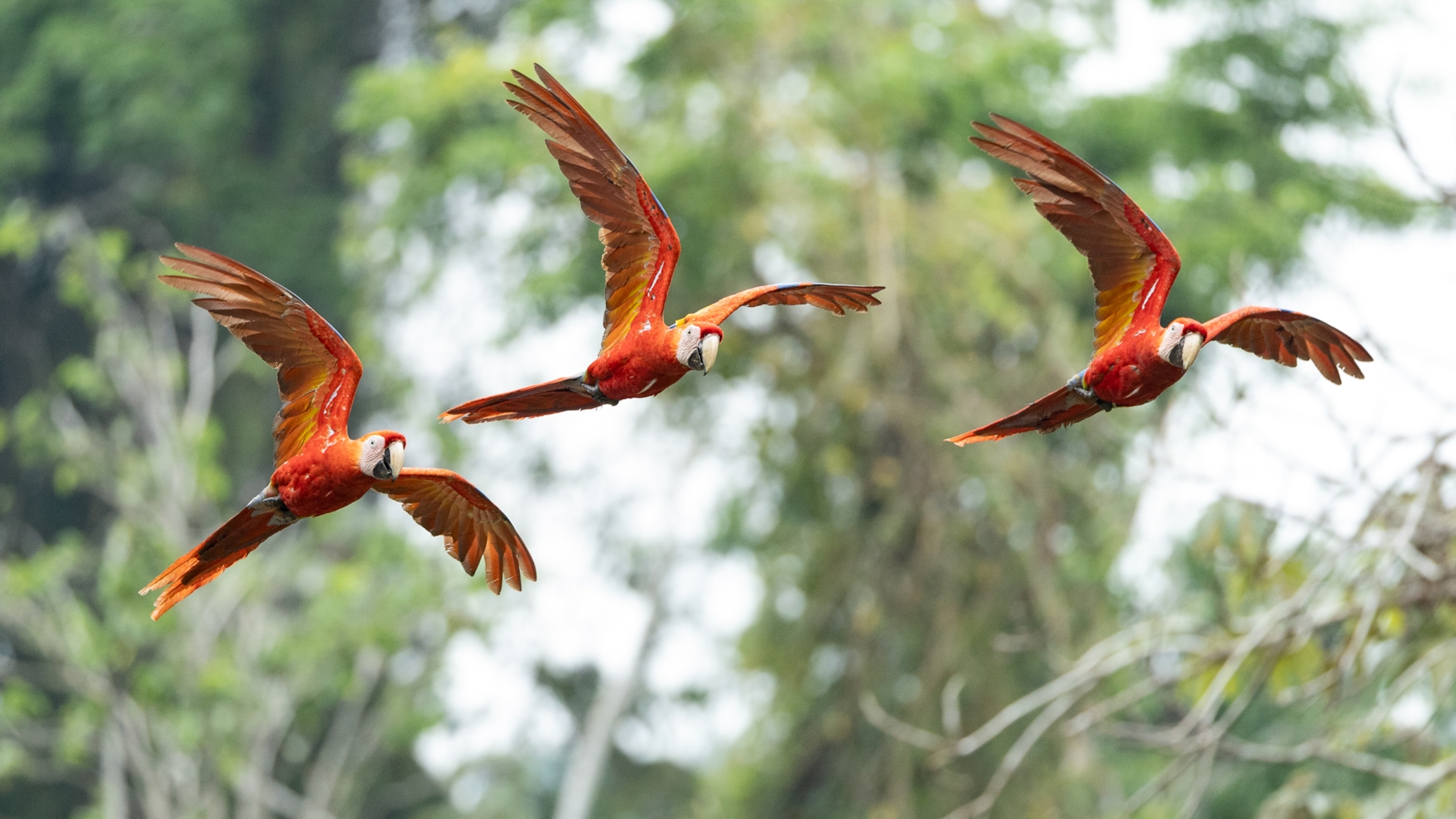Three macaws with their wings upward fly.