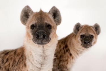spotted hyenas