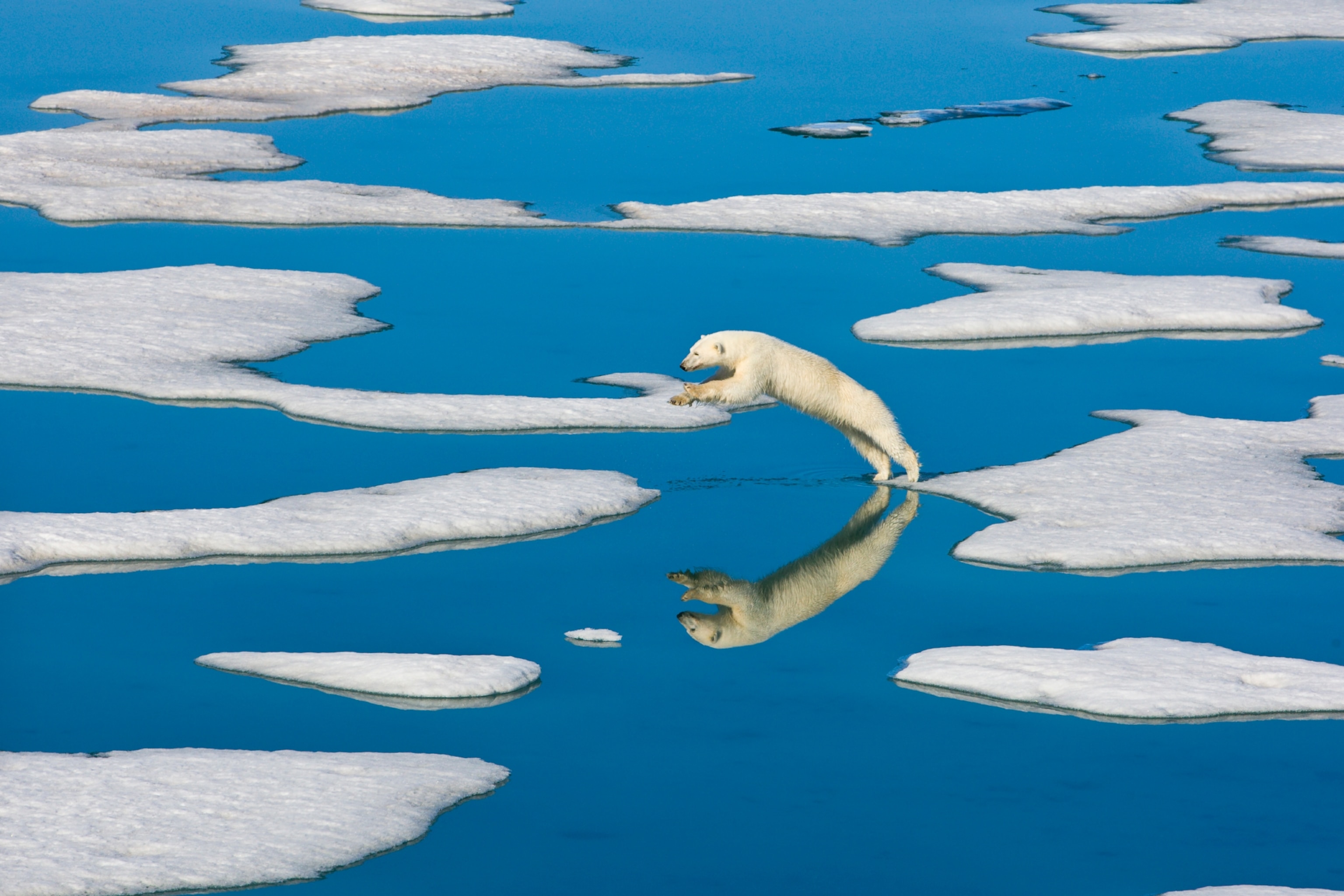 a polar bear jumping from one piece of pack ice to the next