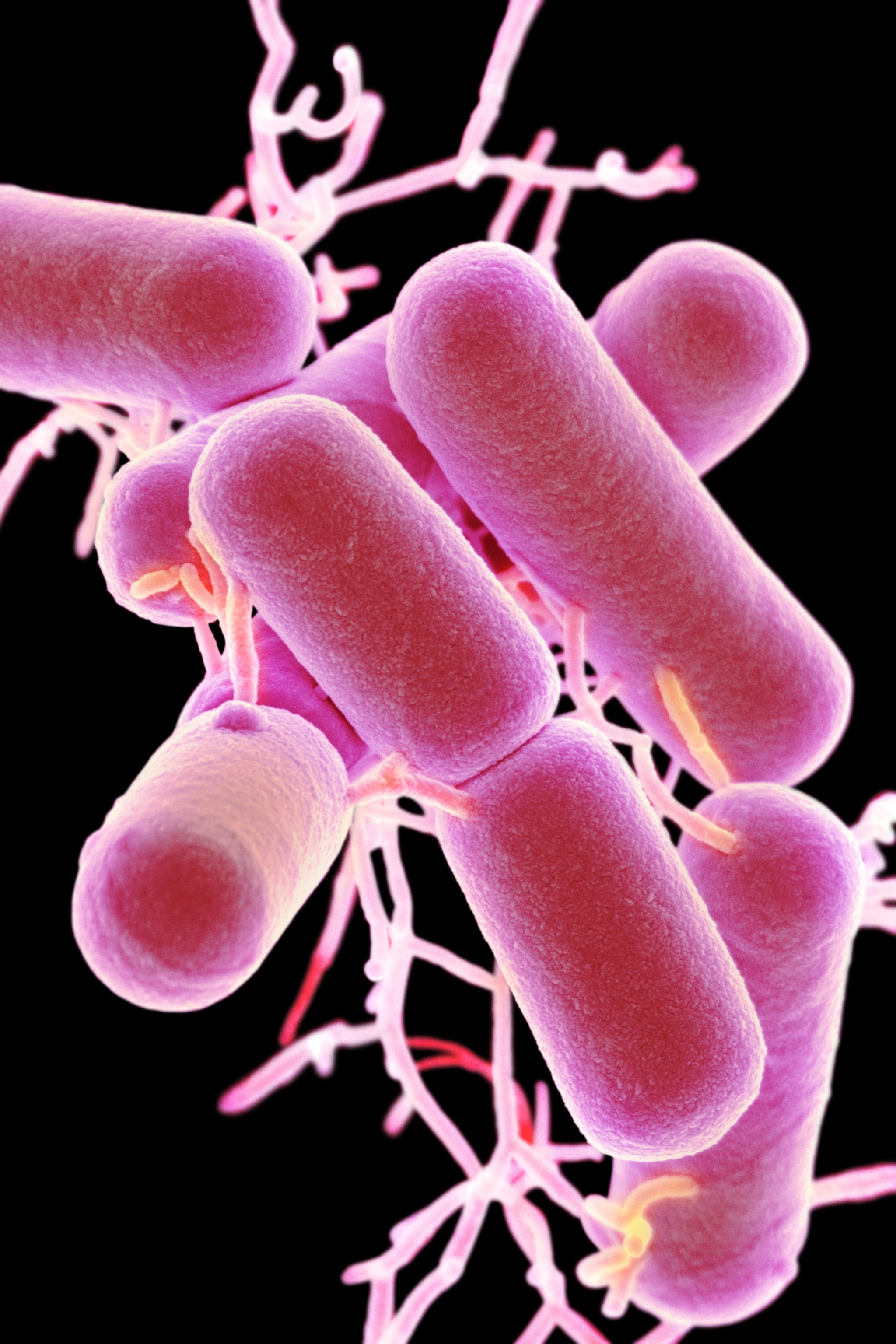 A colorized micrographic scan of a grouping of rod-shaped bacteria, which are colored pink and have branching arms extending from parts of their tubular bodies.