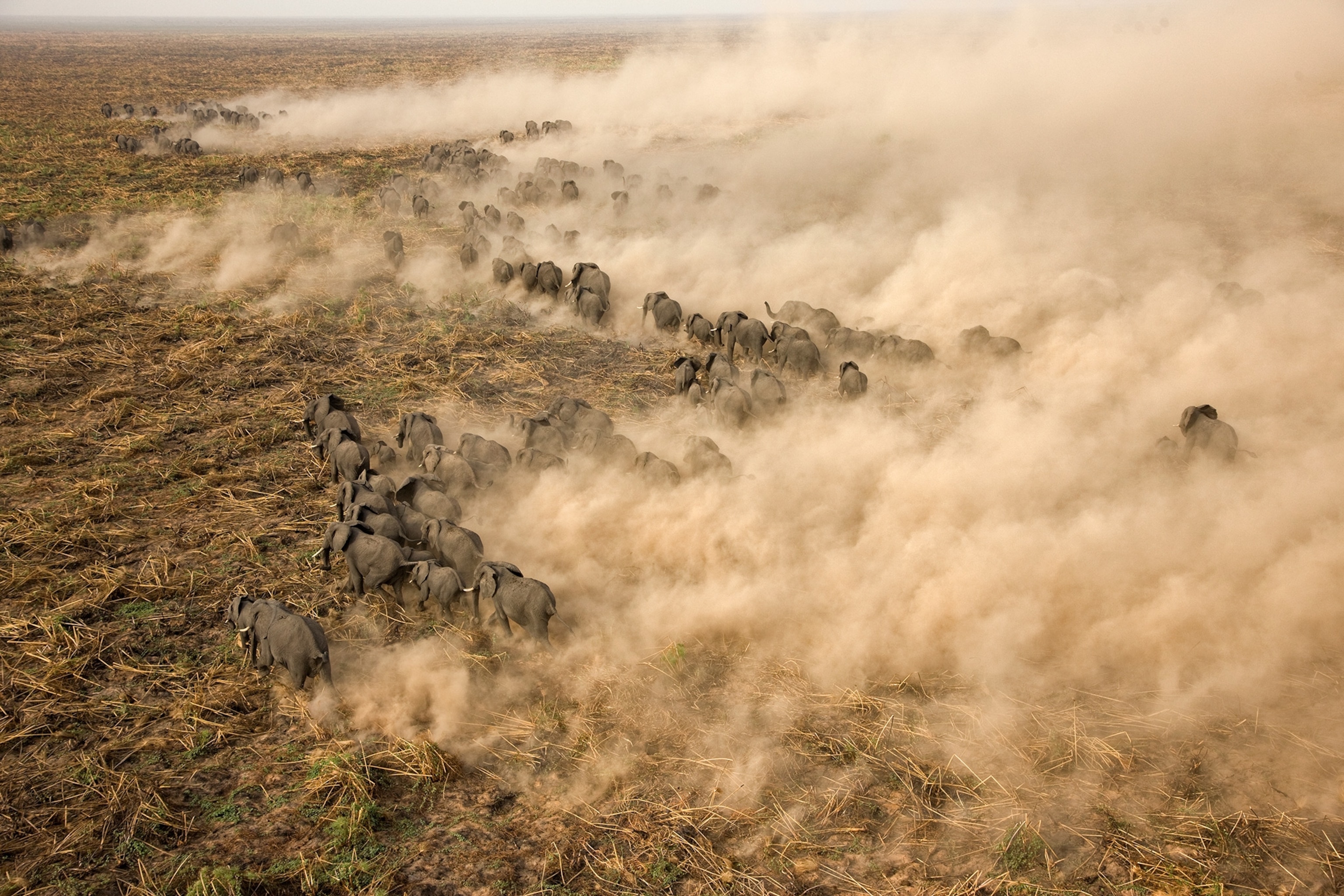 Elephants run through ash making dust cloud.