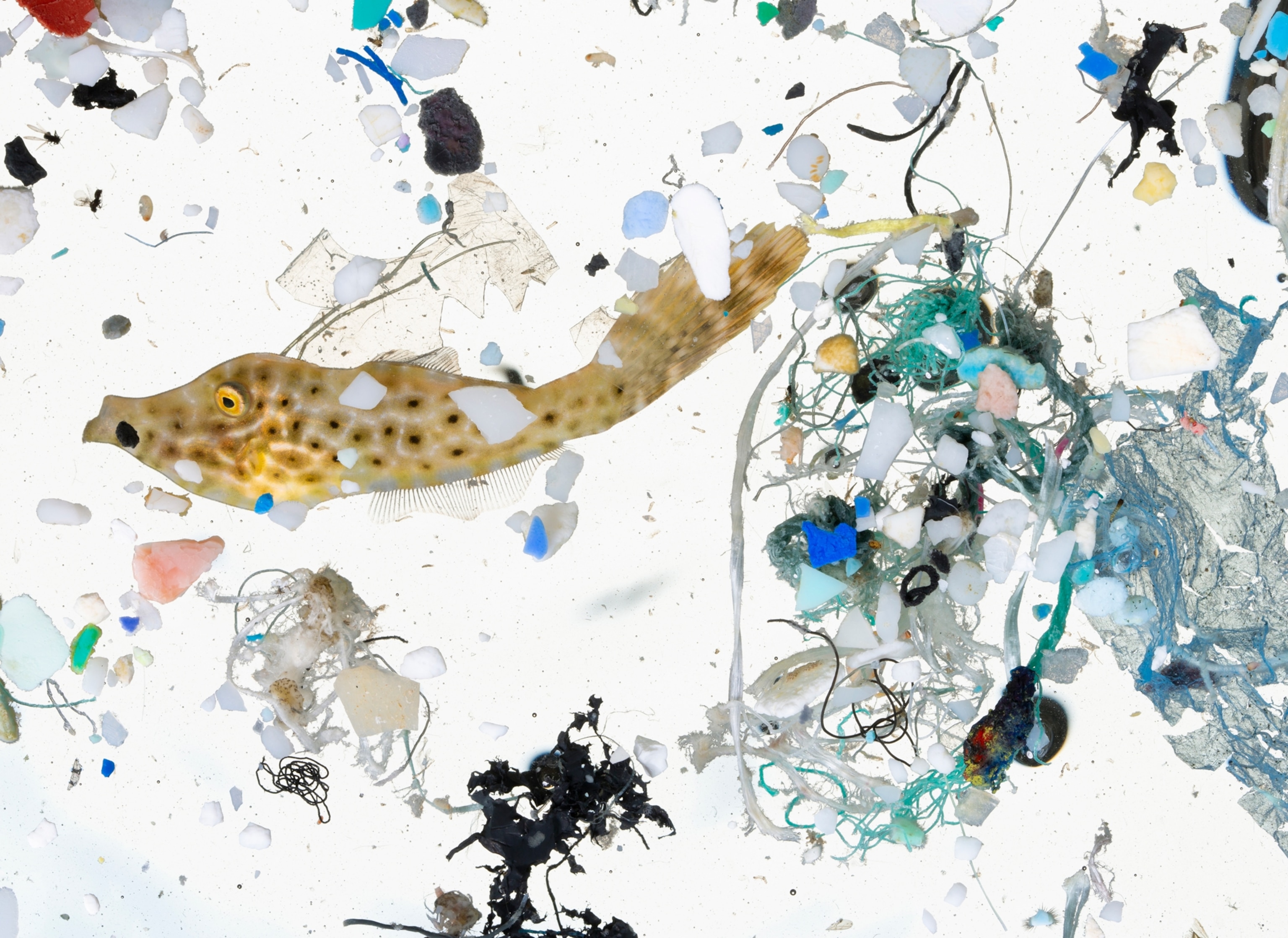 a small fish in a petri dish containing plastics
