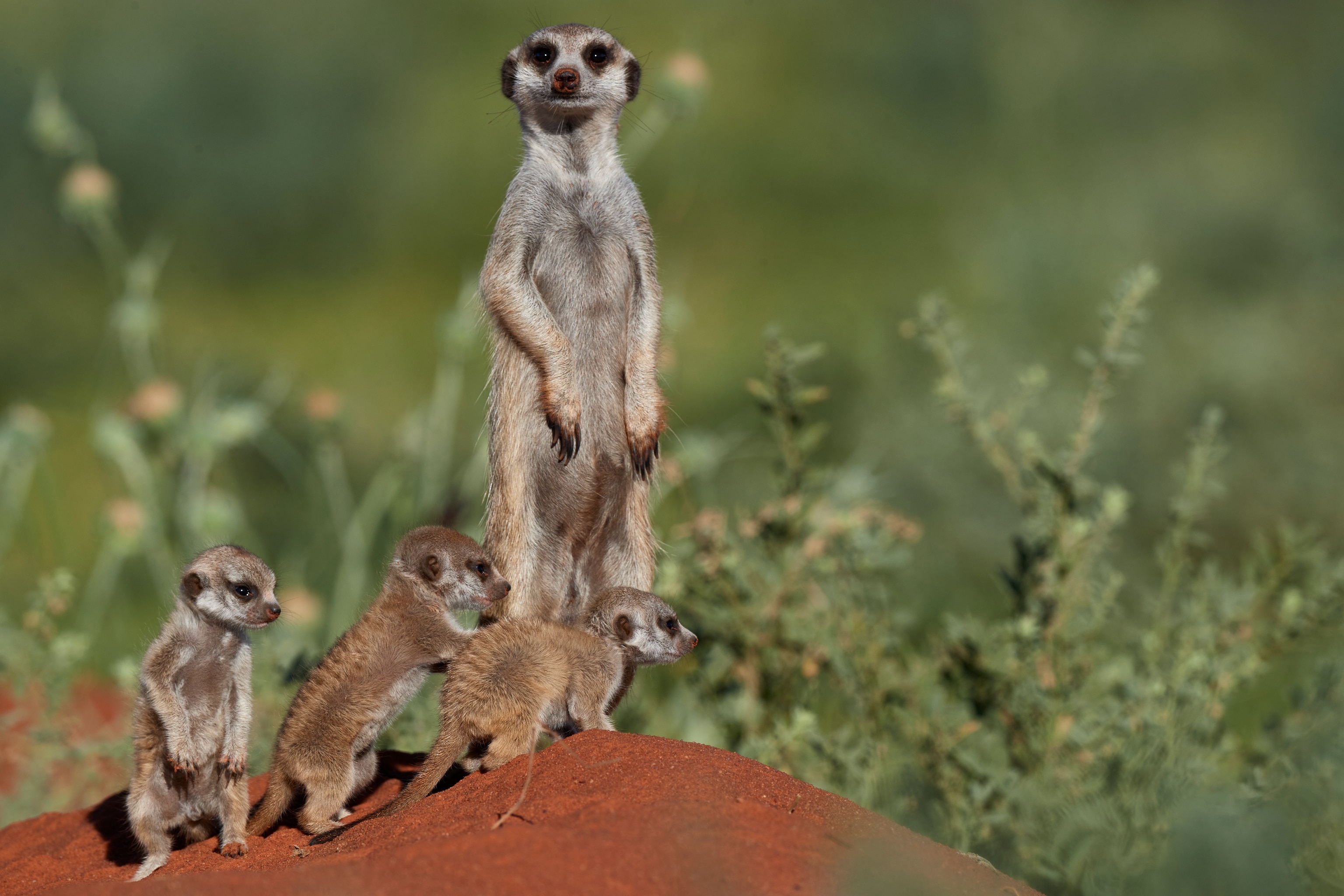 Young meerkats follow their mother.