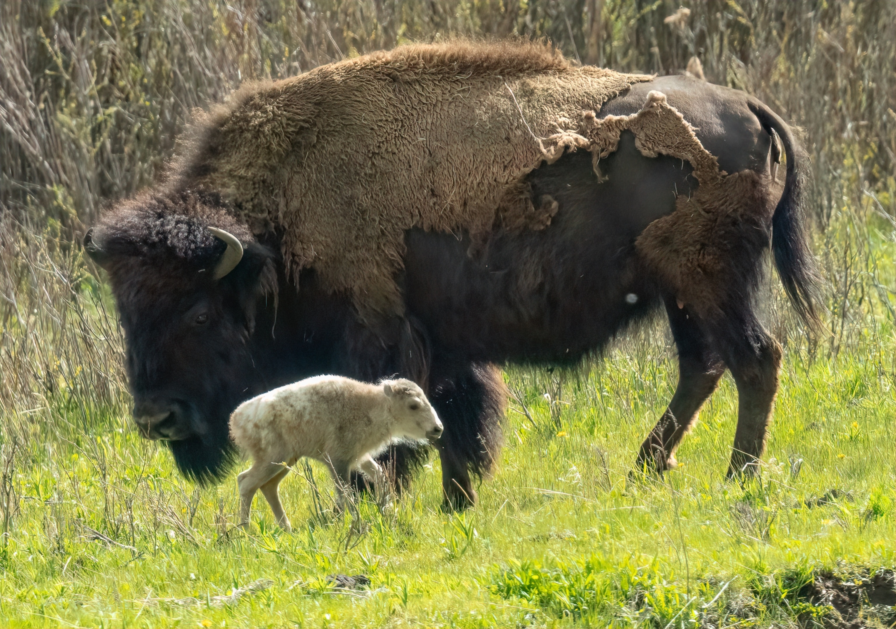 A large buffalo next to a newborn white buffalo