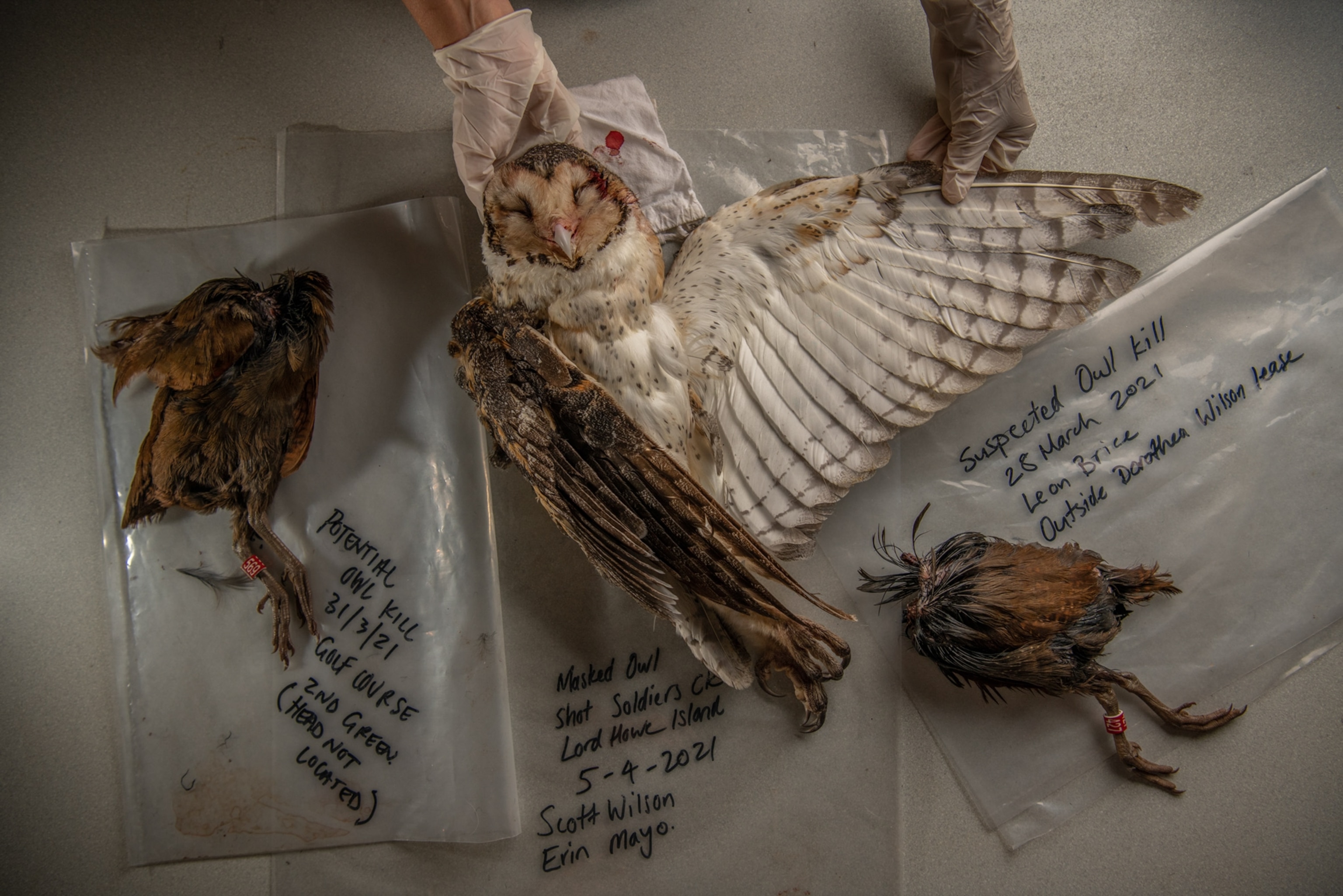 a dead owl on a table with two gloved hands stretching wings and two headless woodhens