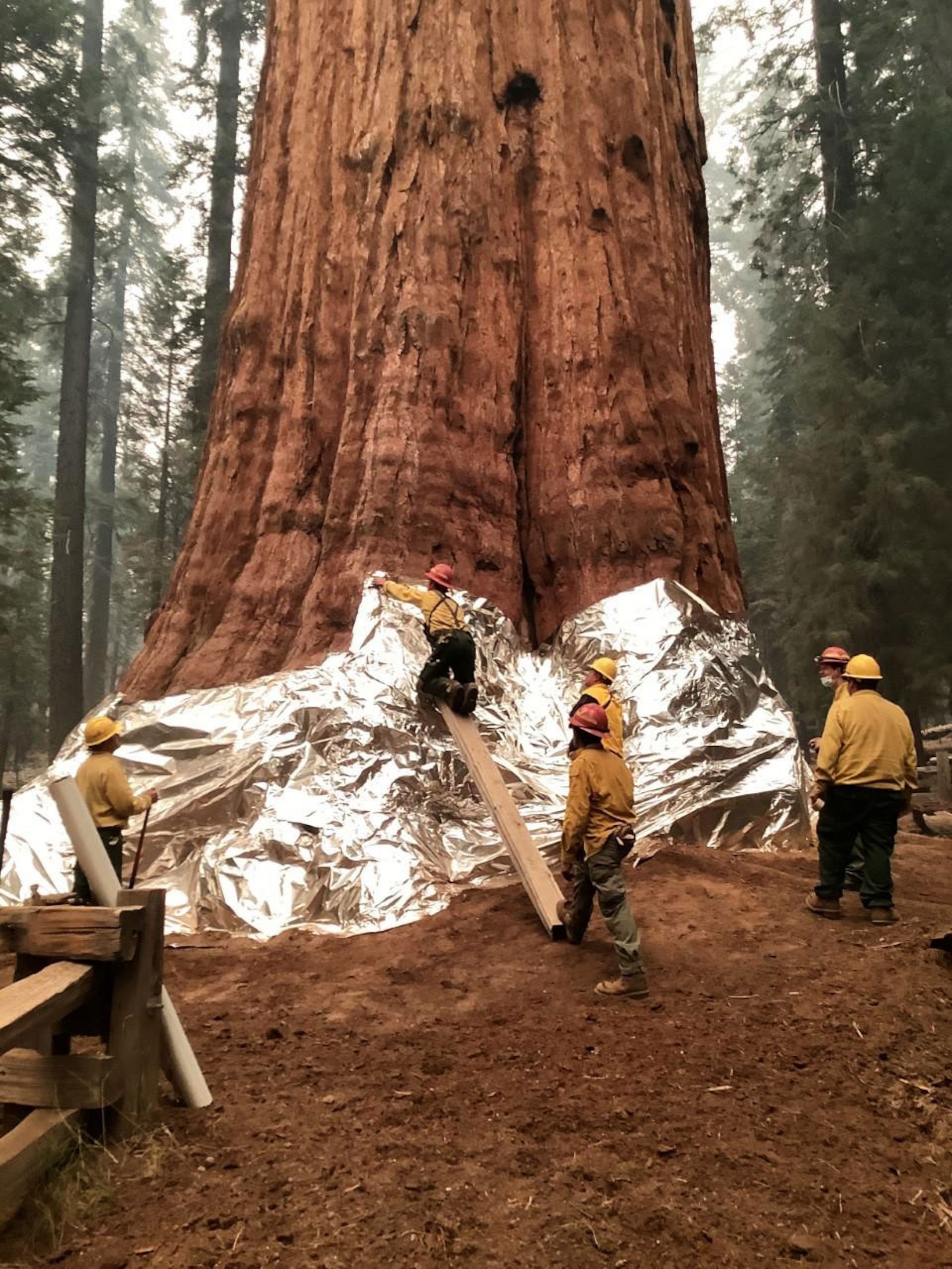 National Park Service employees wrap sequoia tree to protect from fire.