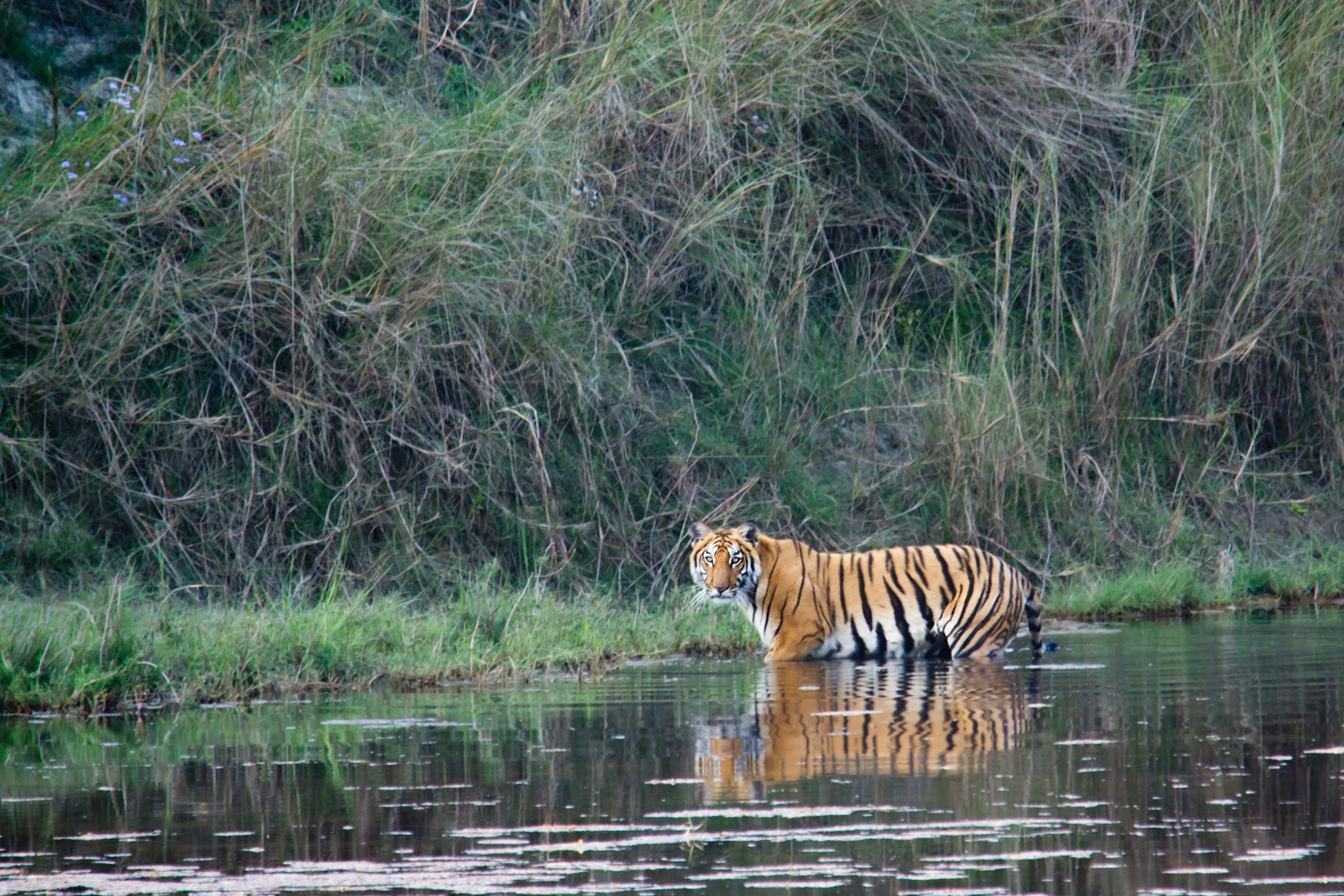 Picture of a Bengal tiger wading through water.