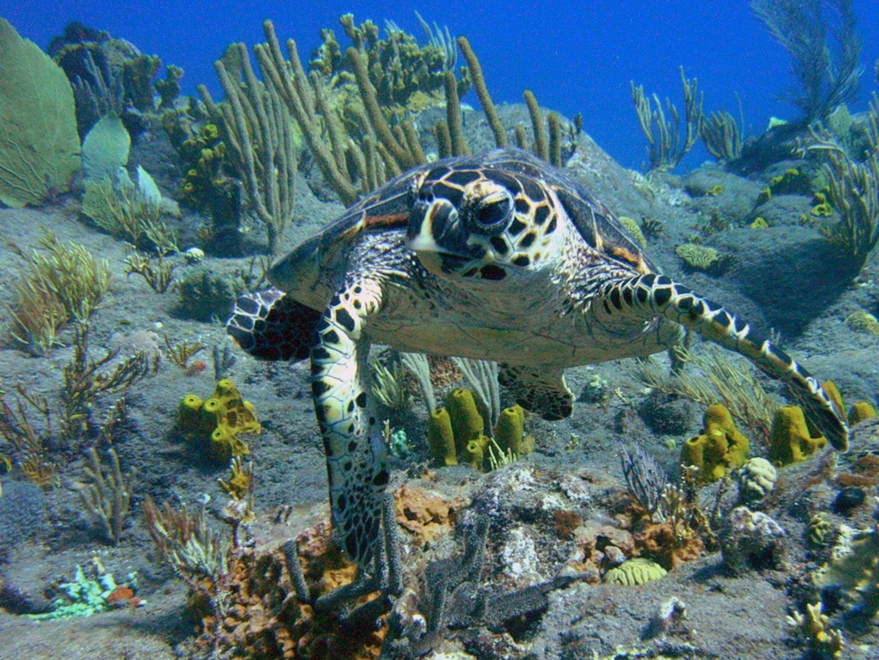A hawksbill turtle hovering above a coral reef