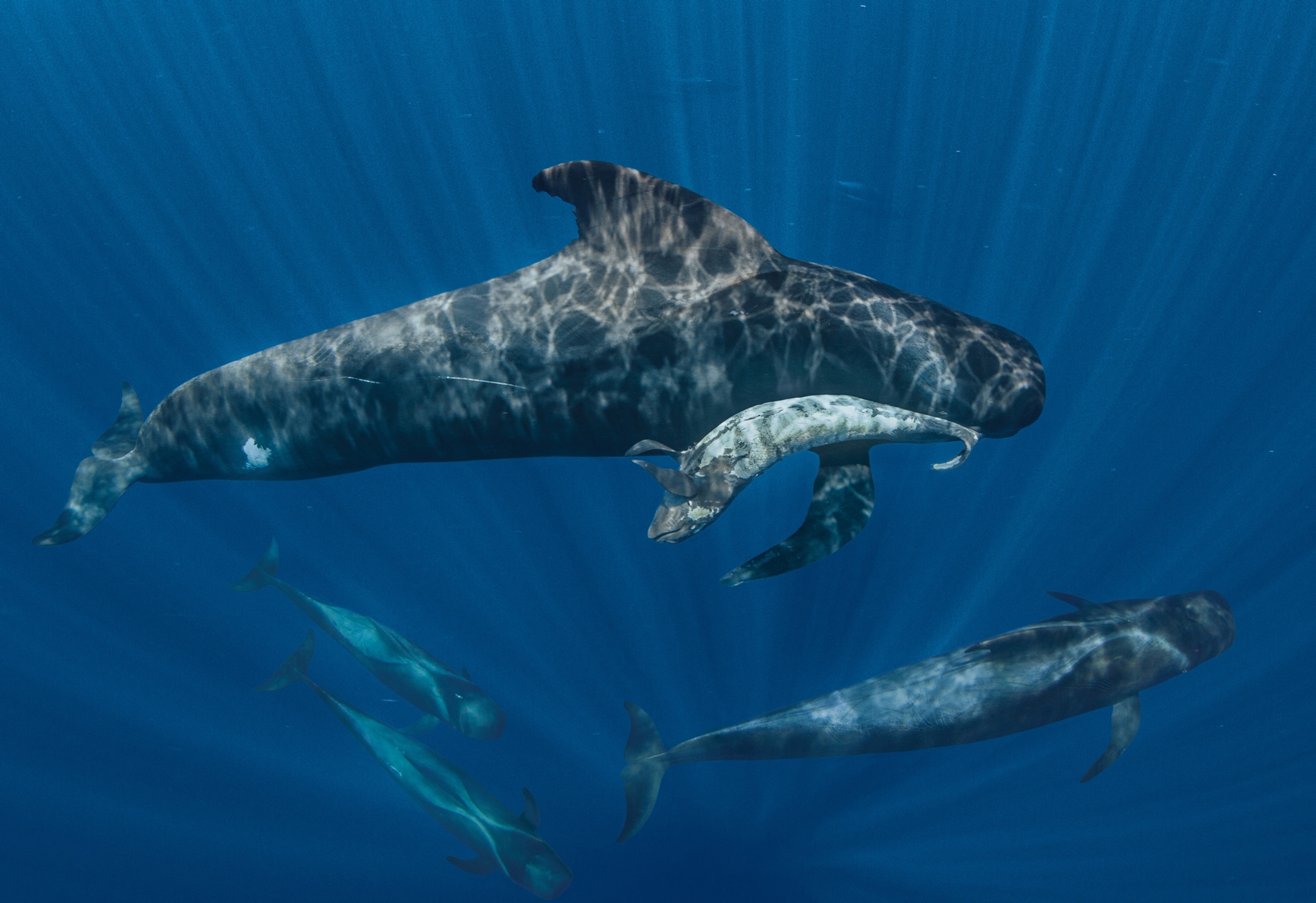 A baby short finned whale flips upside down while swimming next to its parent.