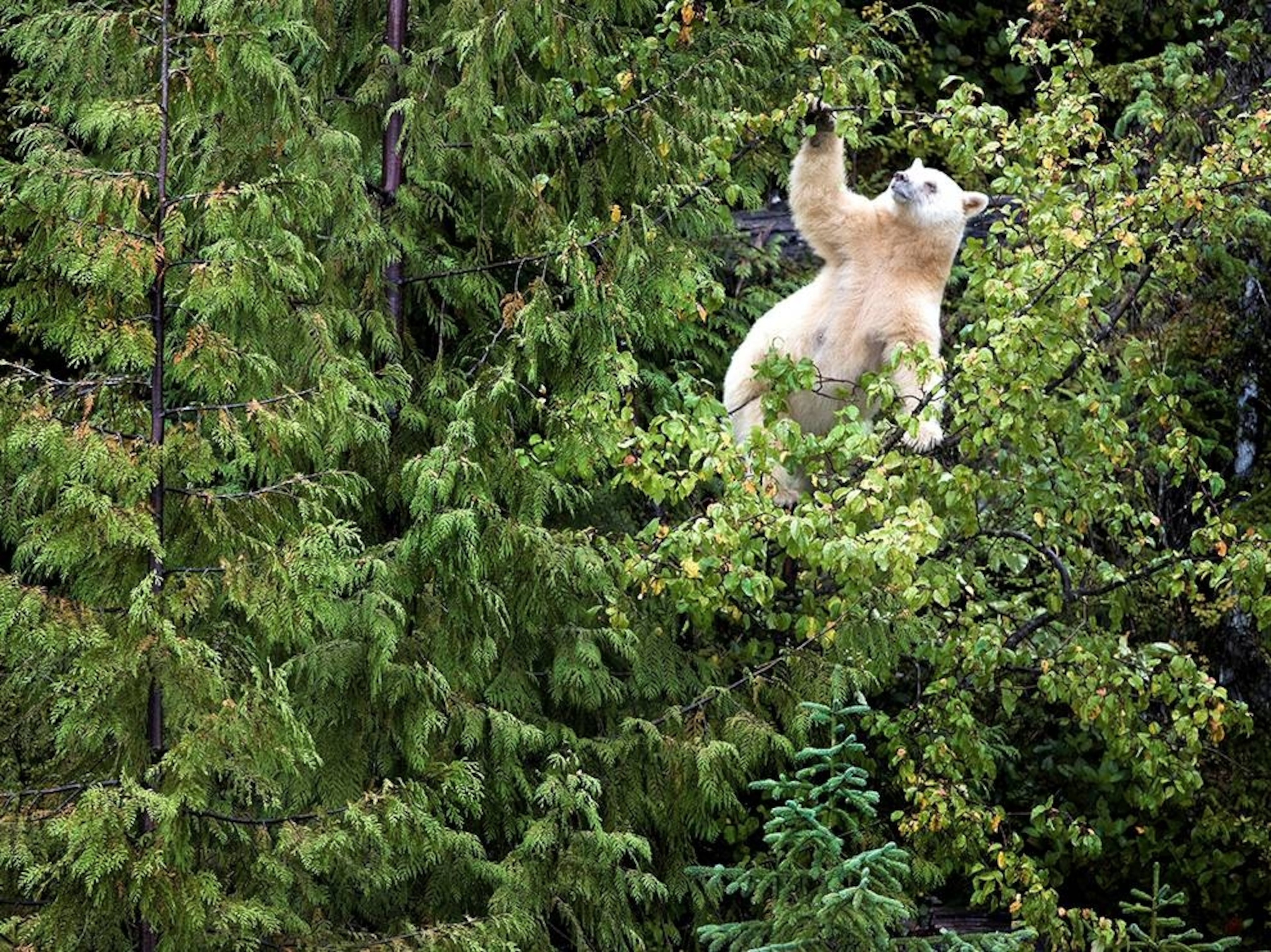 a Kermode bear in trees, Great Bear Rainforest, Canada