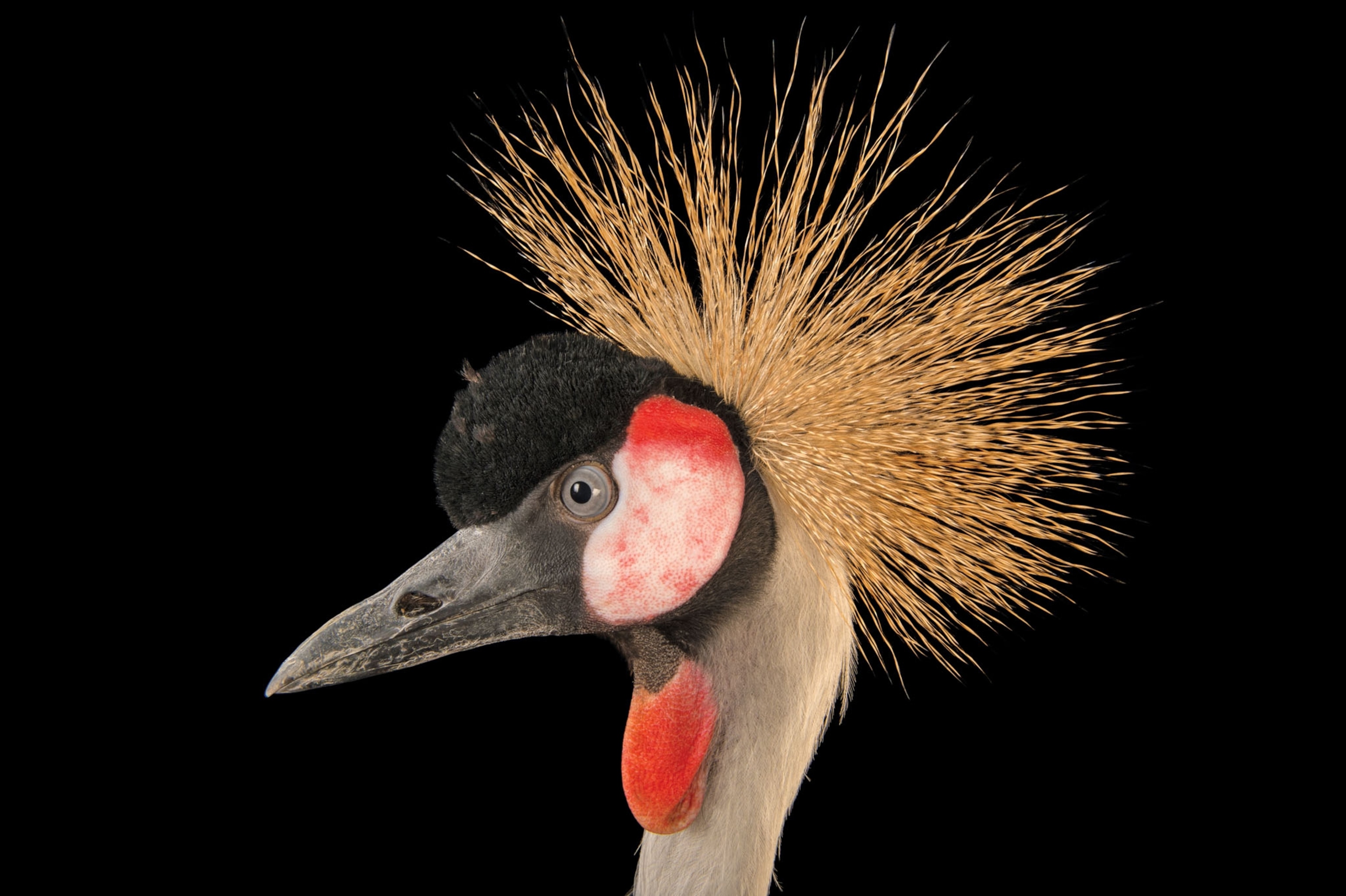 crowned crane