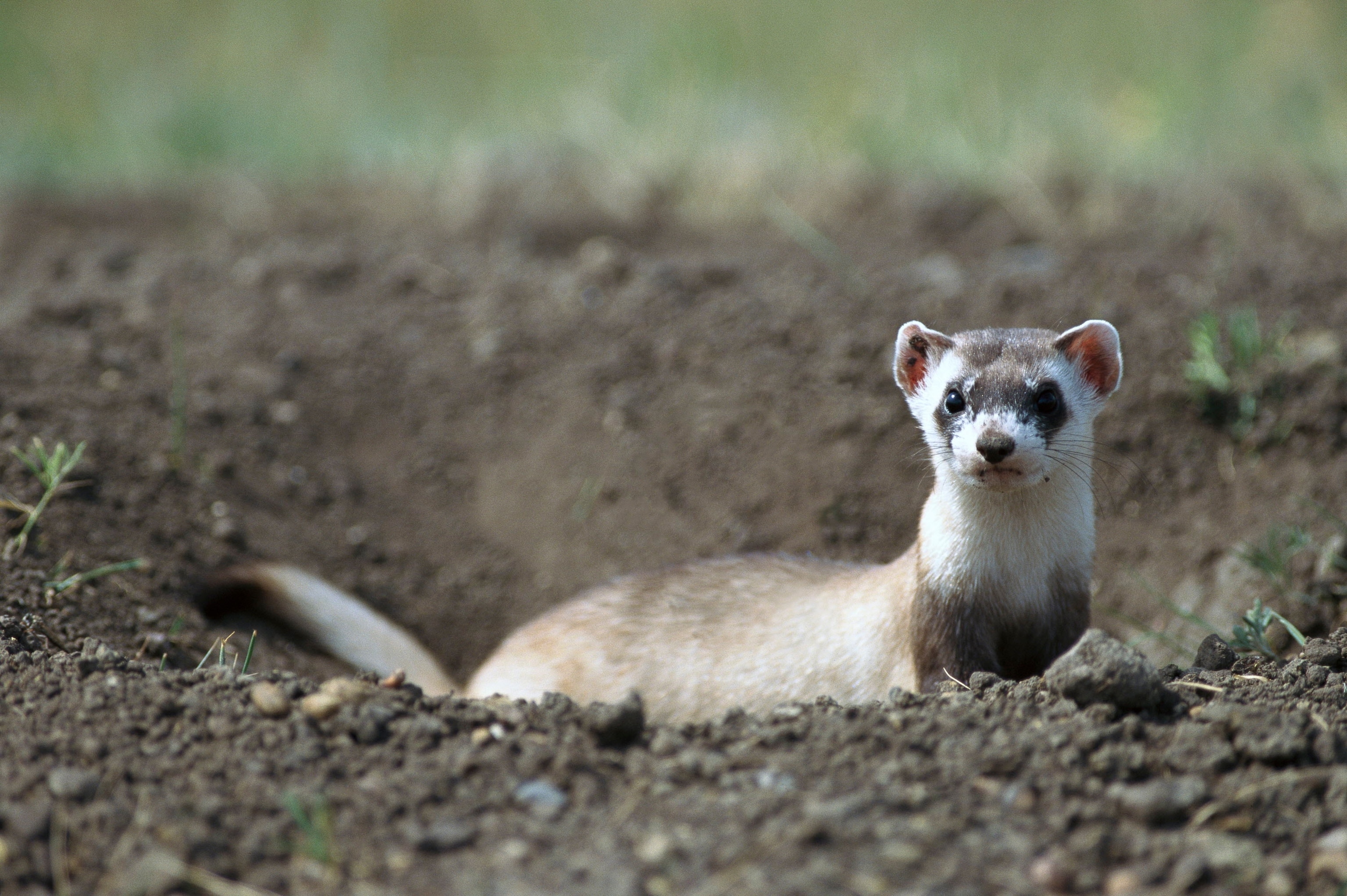 Picture of a black-footed ferret