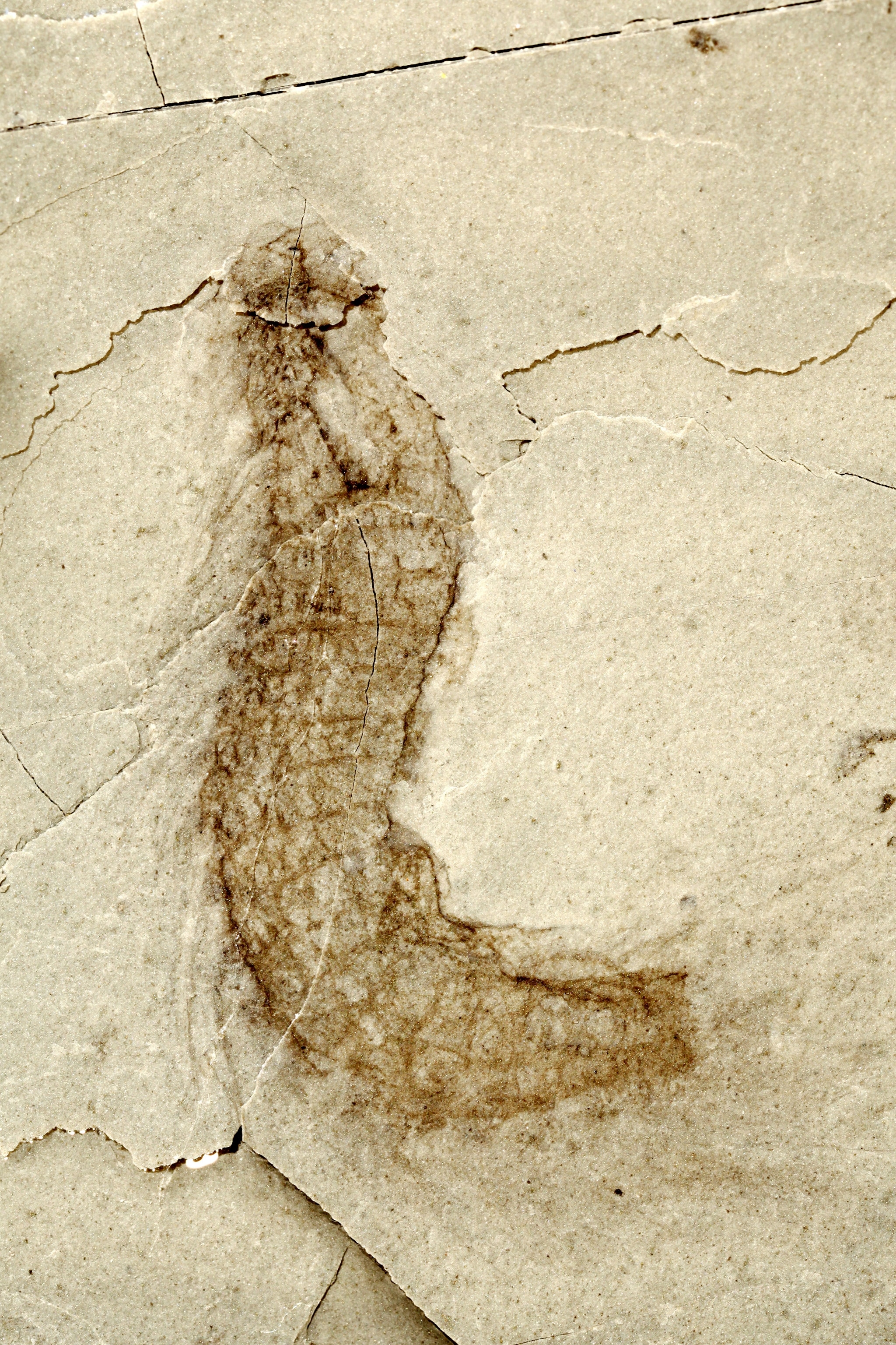 a possible kinorhynch scalidophoran.