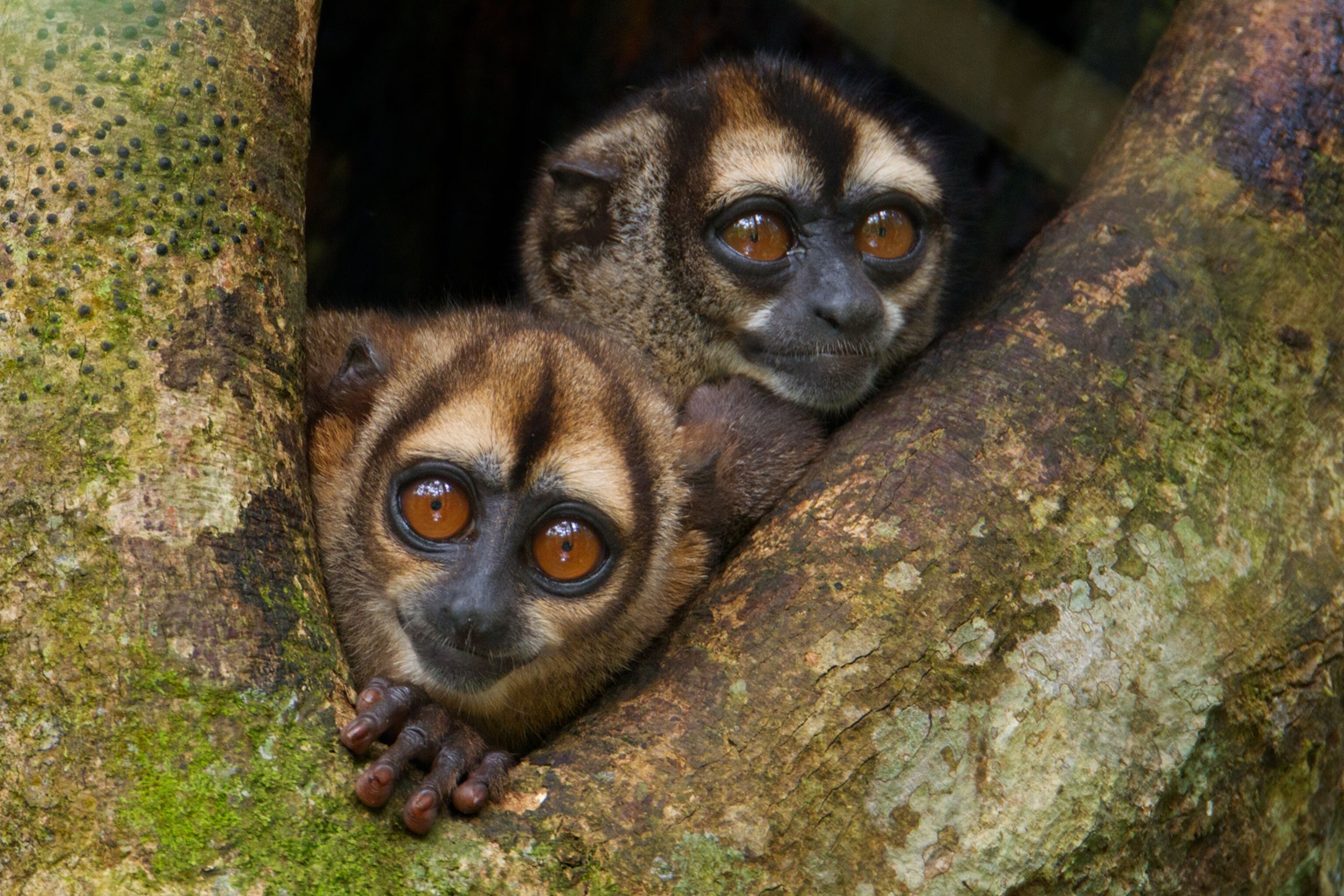 monkeys