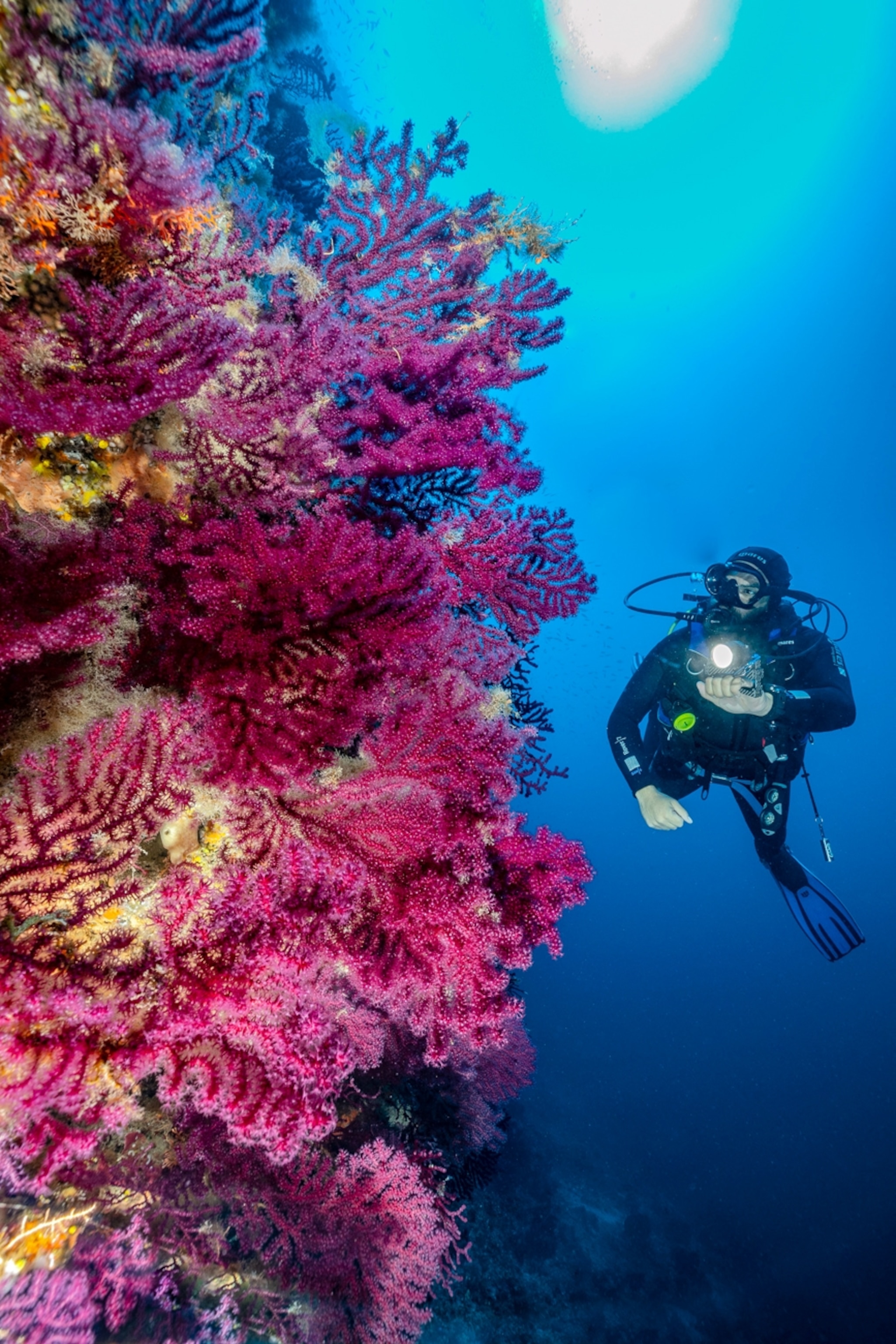 a colorful underwater wall off Alonissos, in part of Greece’s National Marine Park