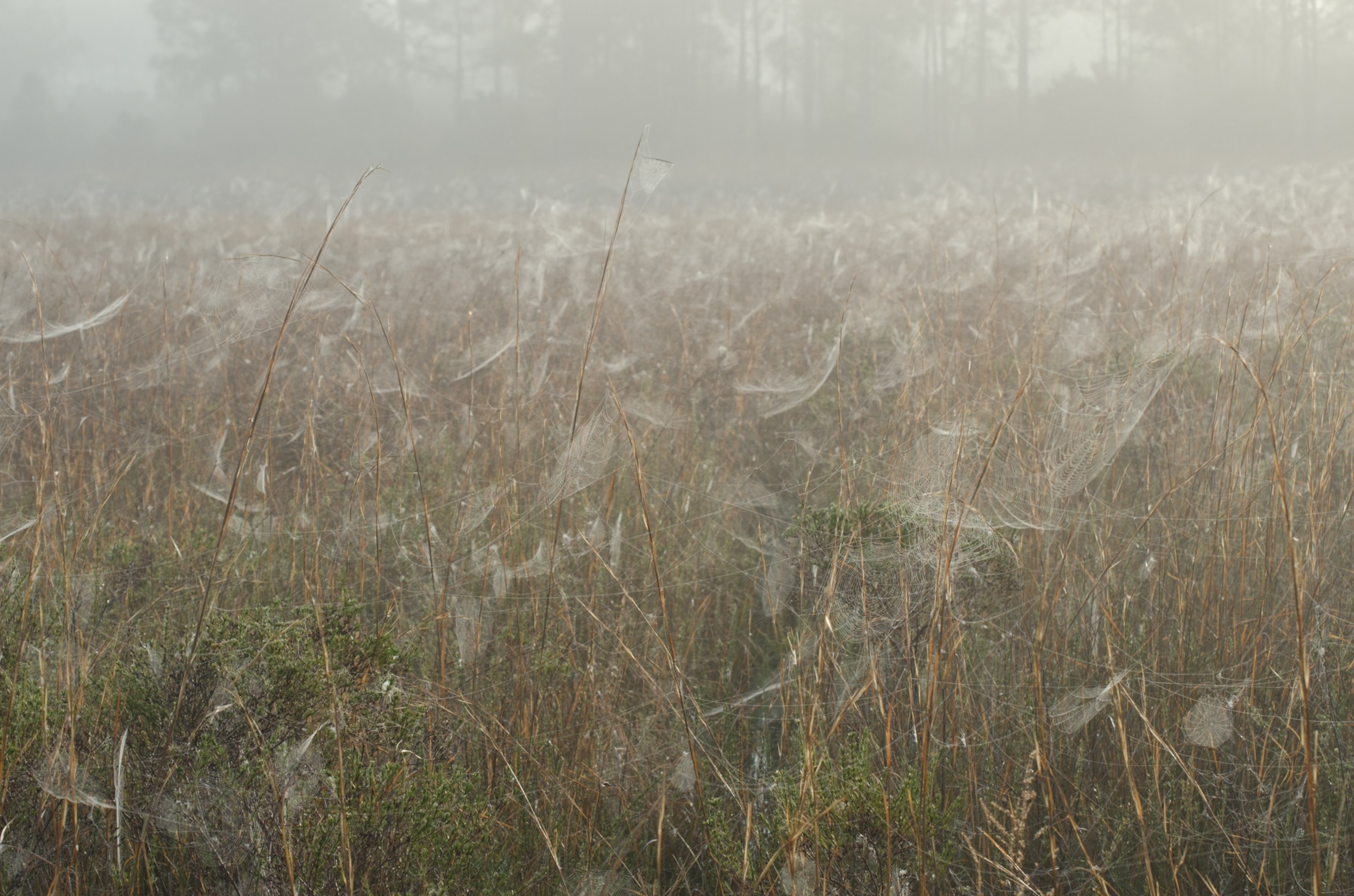 spider webs throughout a wetland of central Florida