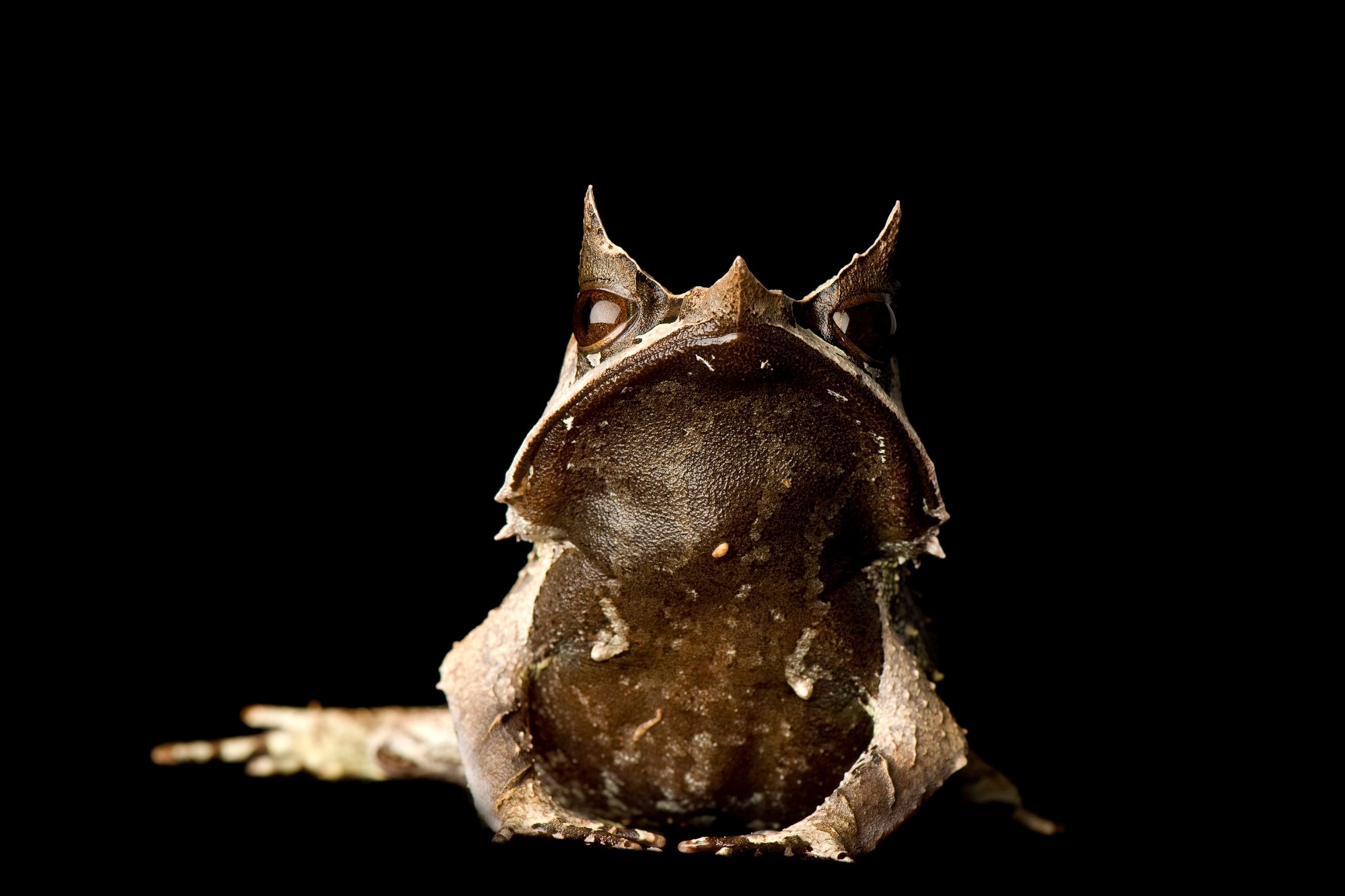 a Malaysian horned leaf frog