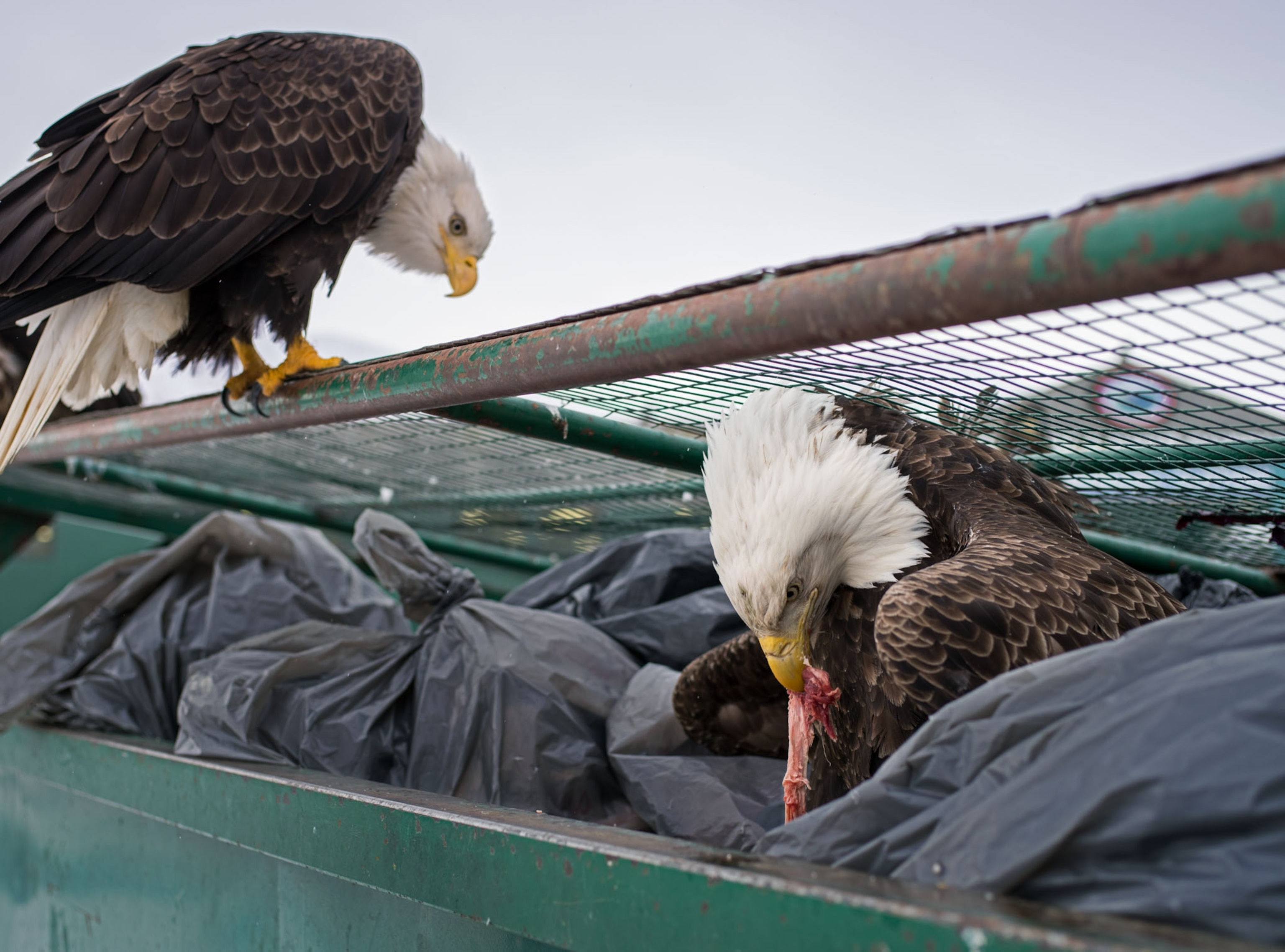 an eagle pulling garbage out of the top of a dumpster