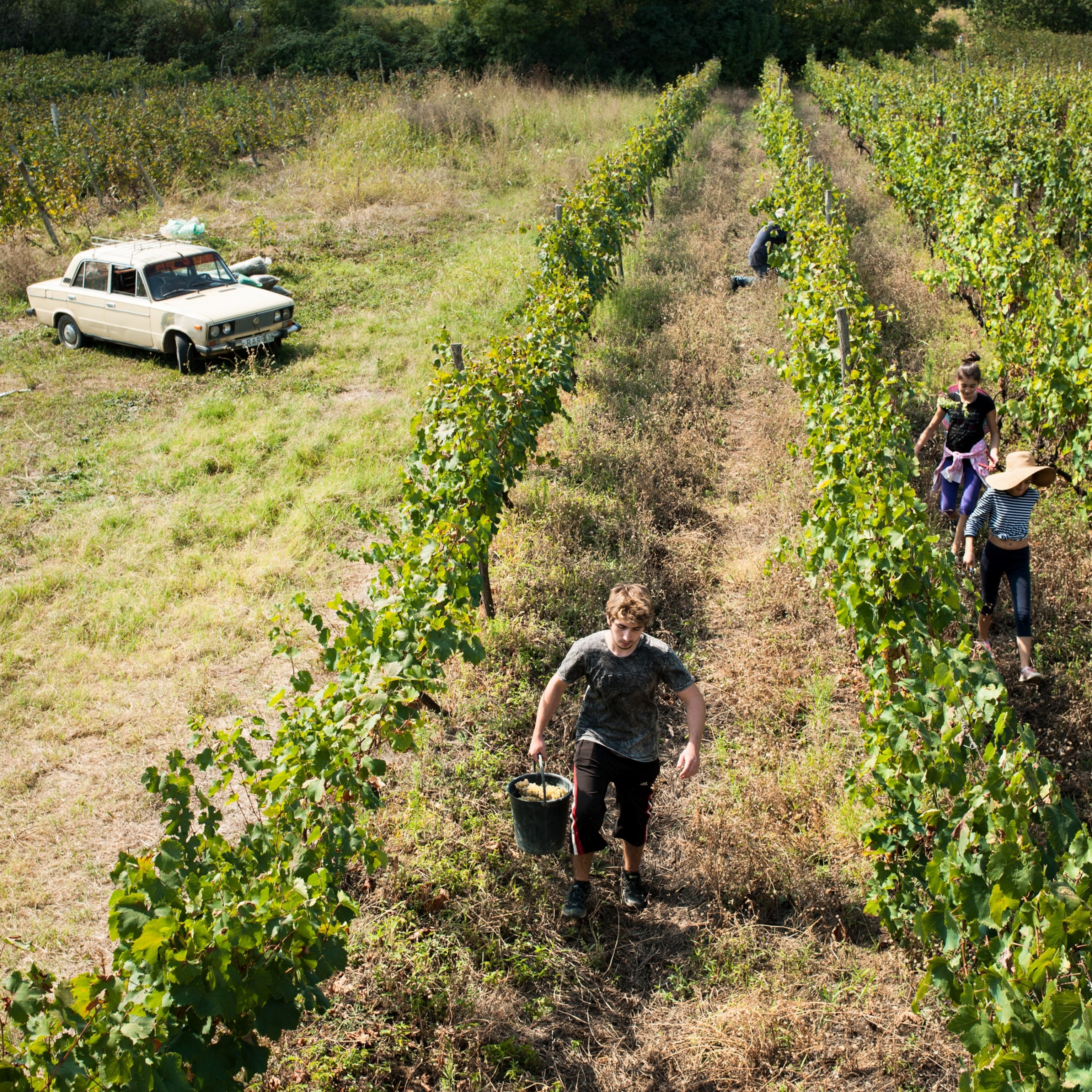 a family walking in a vineyard