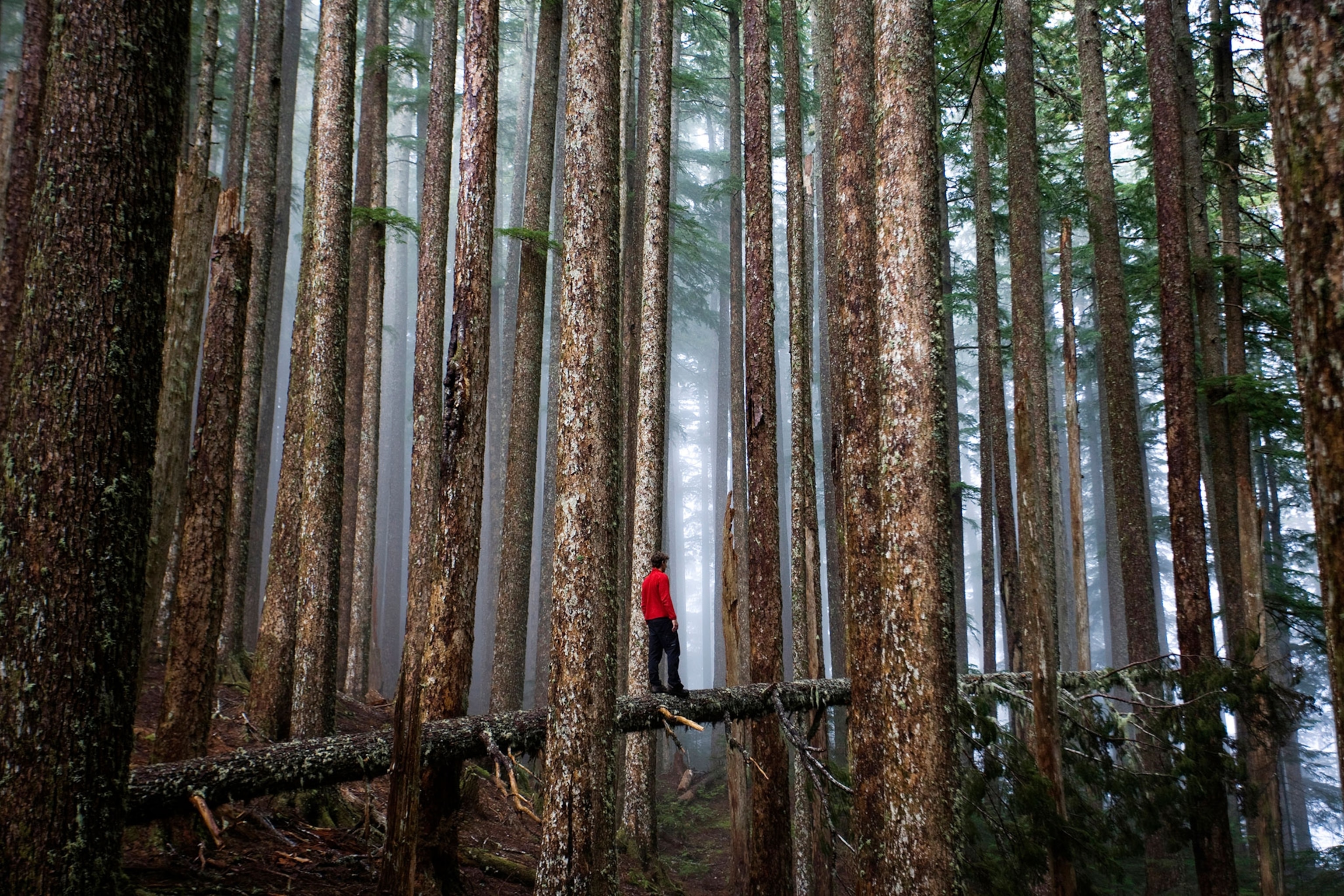 a hiker in Olympic National Park, Washington