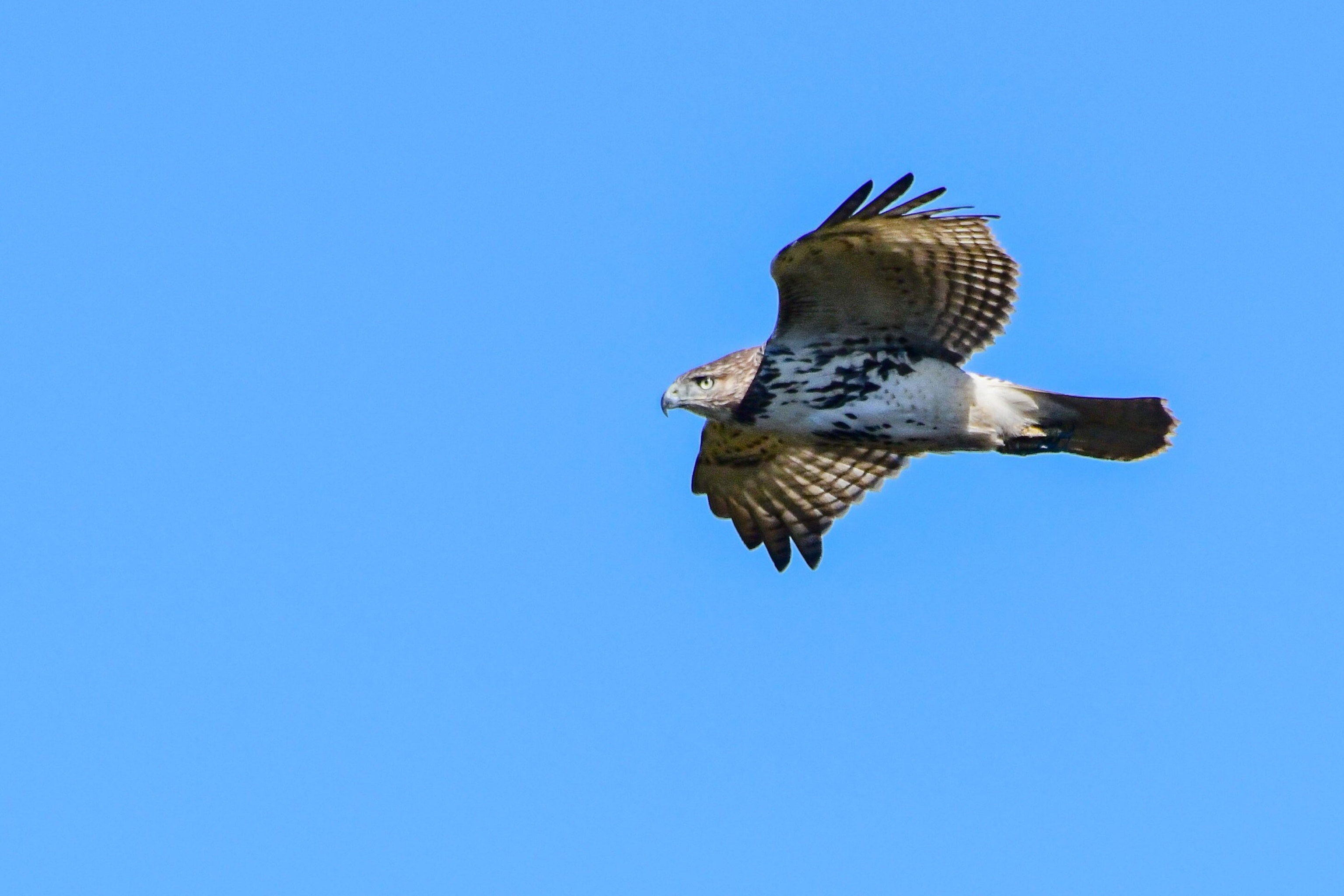 Raptors hawks and turkey vultures flying over Hawk Mountain Pennsylvania