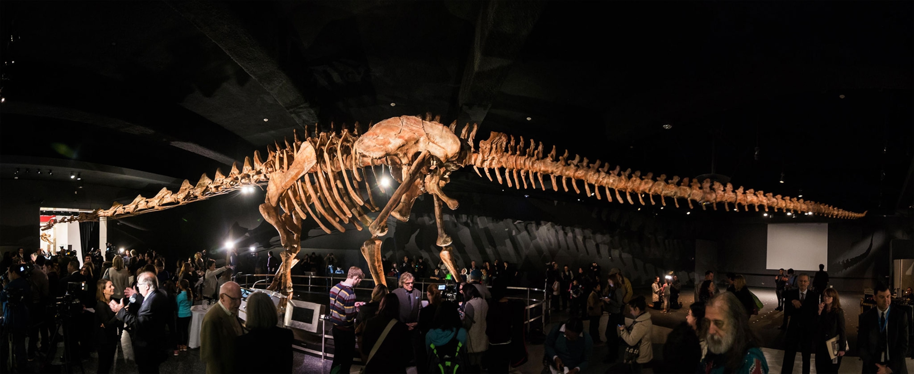 Titanosaur skeleton.