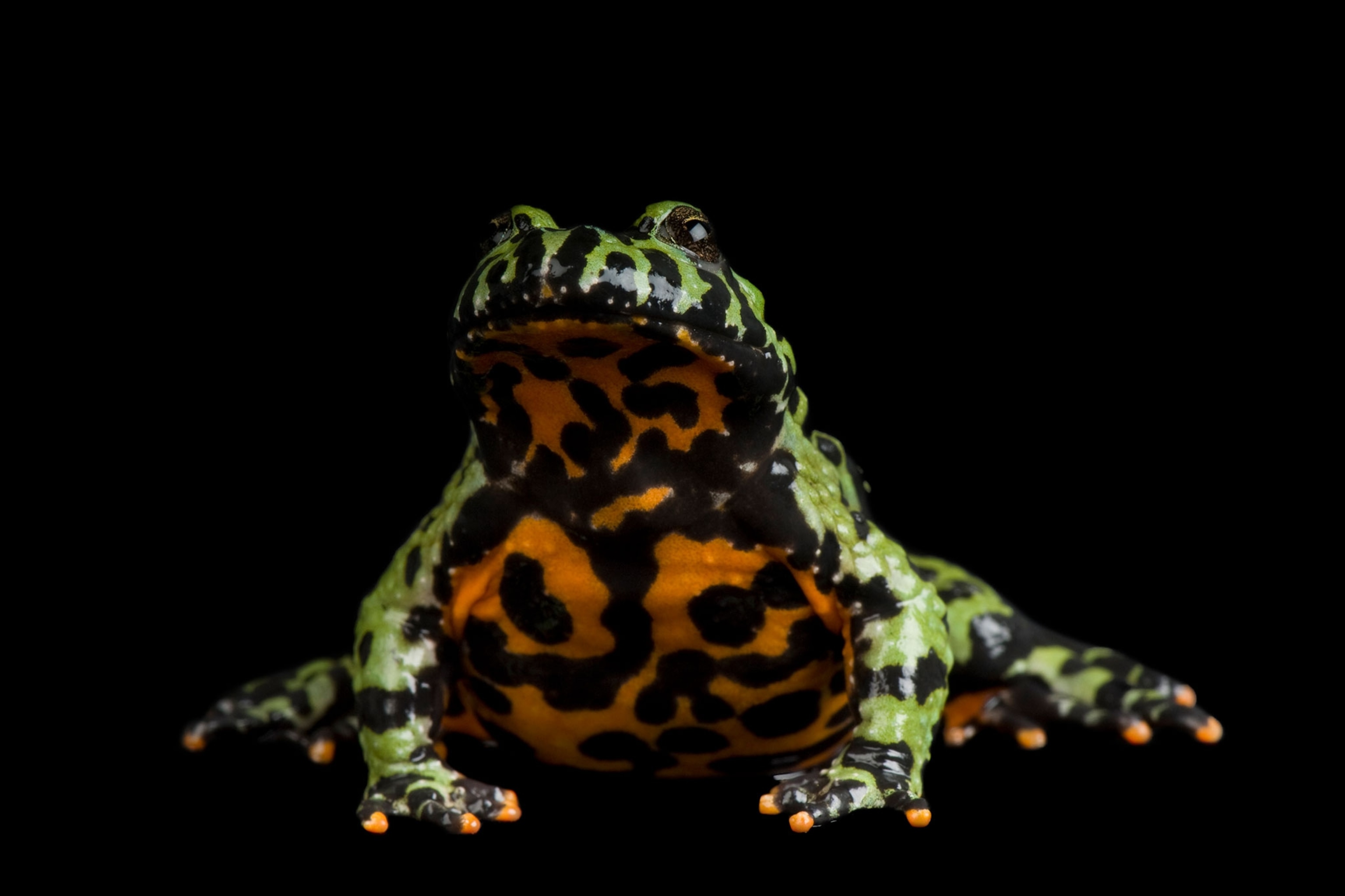 an oriental fire bellied toad