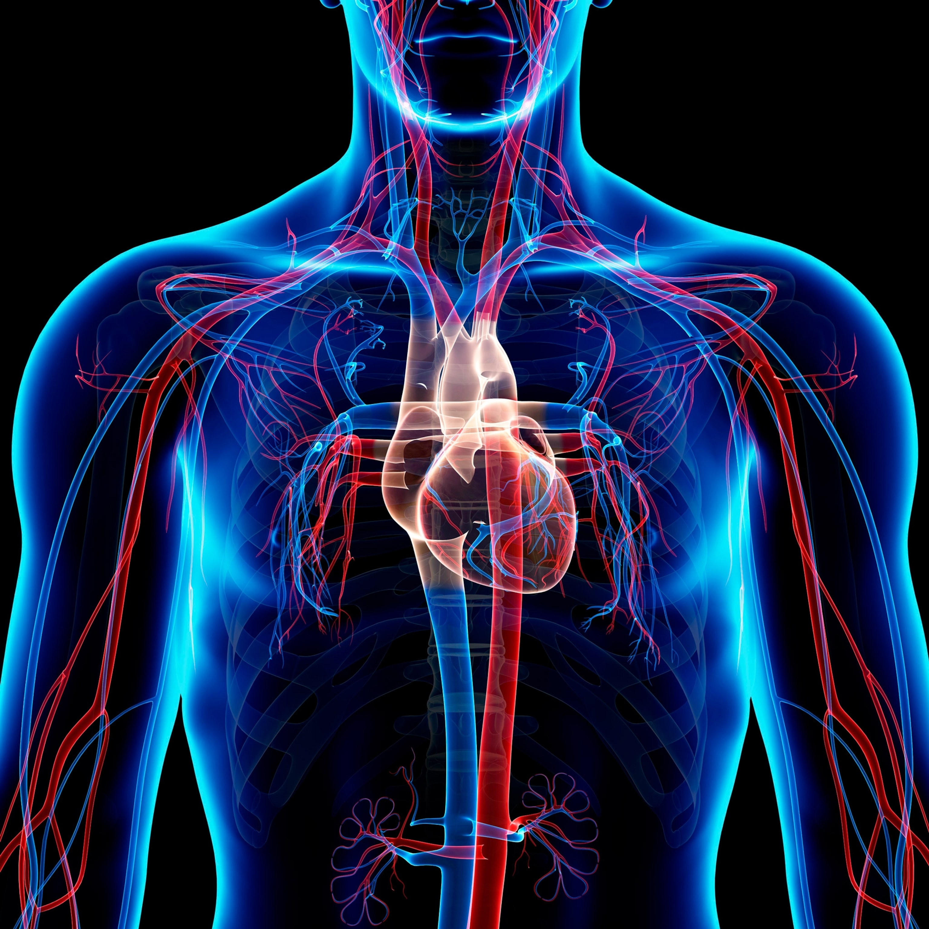 Illustration of torso with heart, arteries and veins illustrated