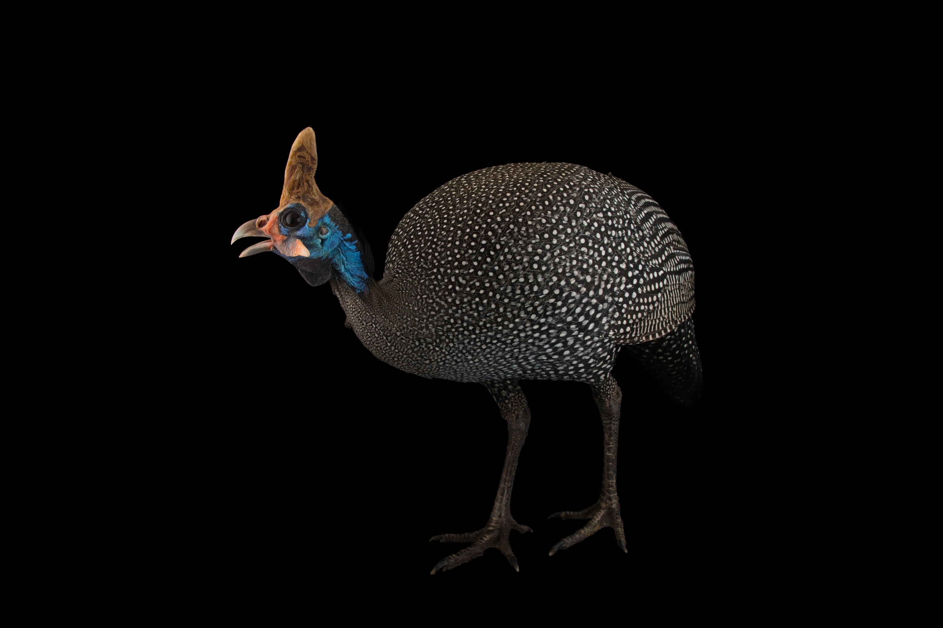 A helmeted gunea fowl stands beak open with blue framing it's face and eye and spotted feathers along the full length of its body.