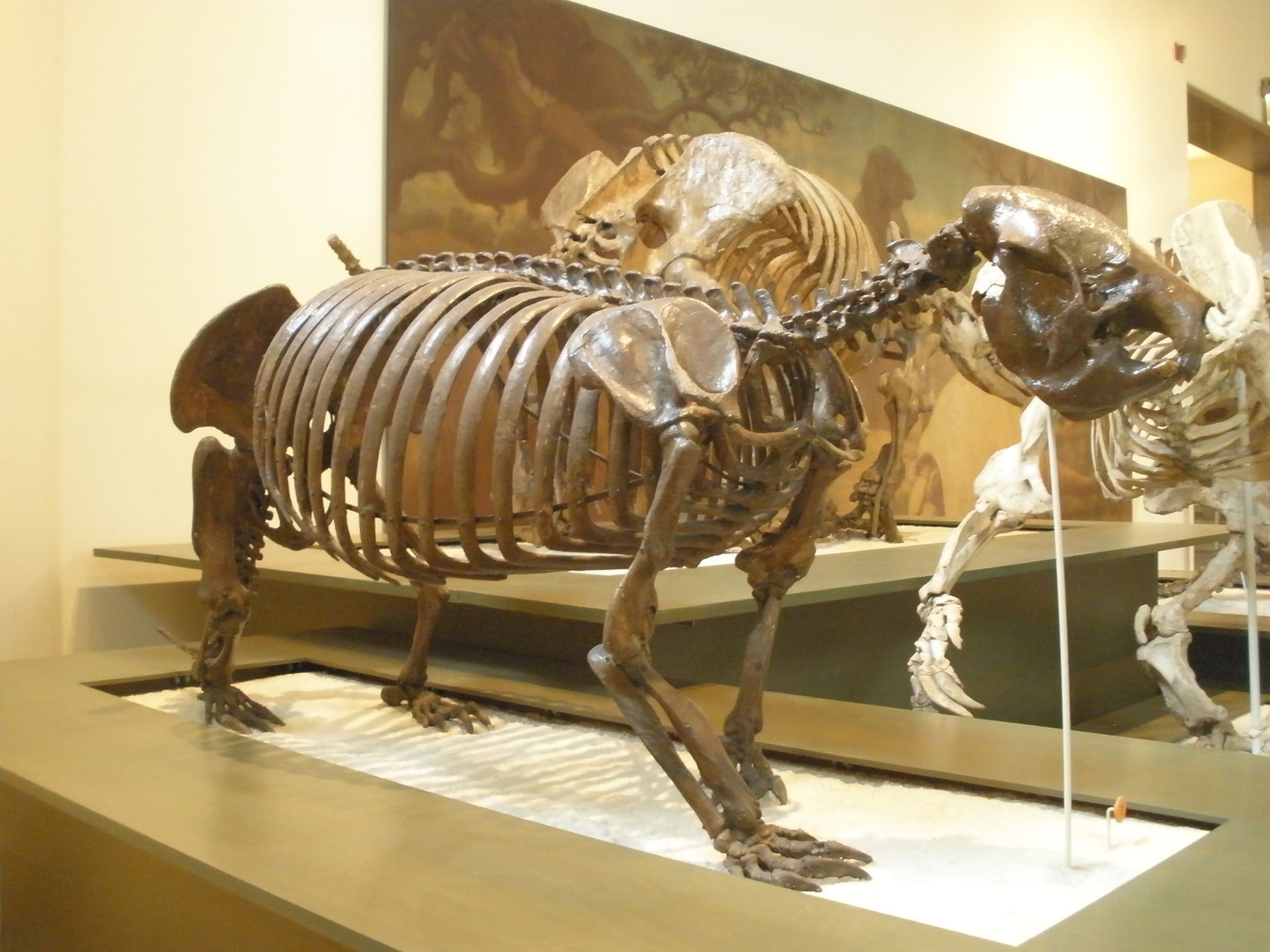 Cuba's extinct ground sloth Megalocnus rodens. Photo by Ghedoghedo.
