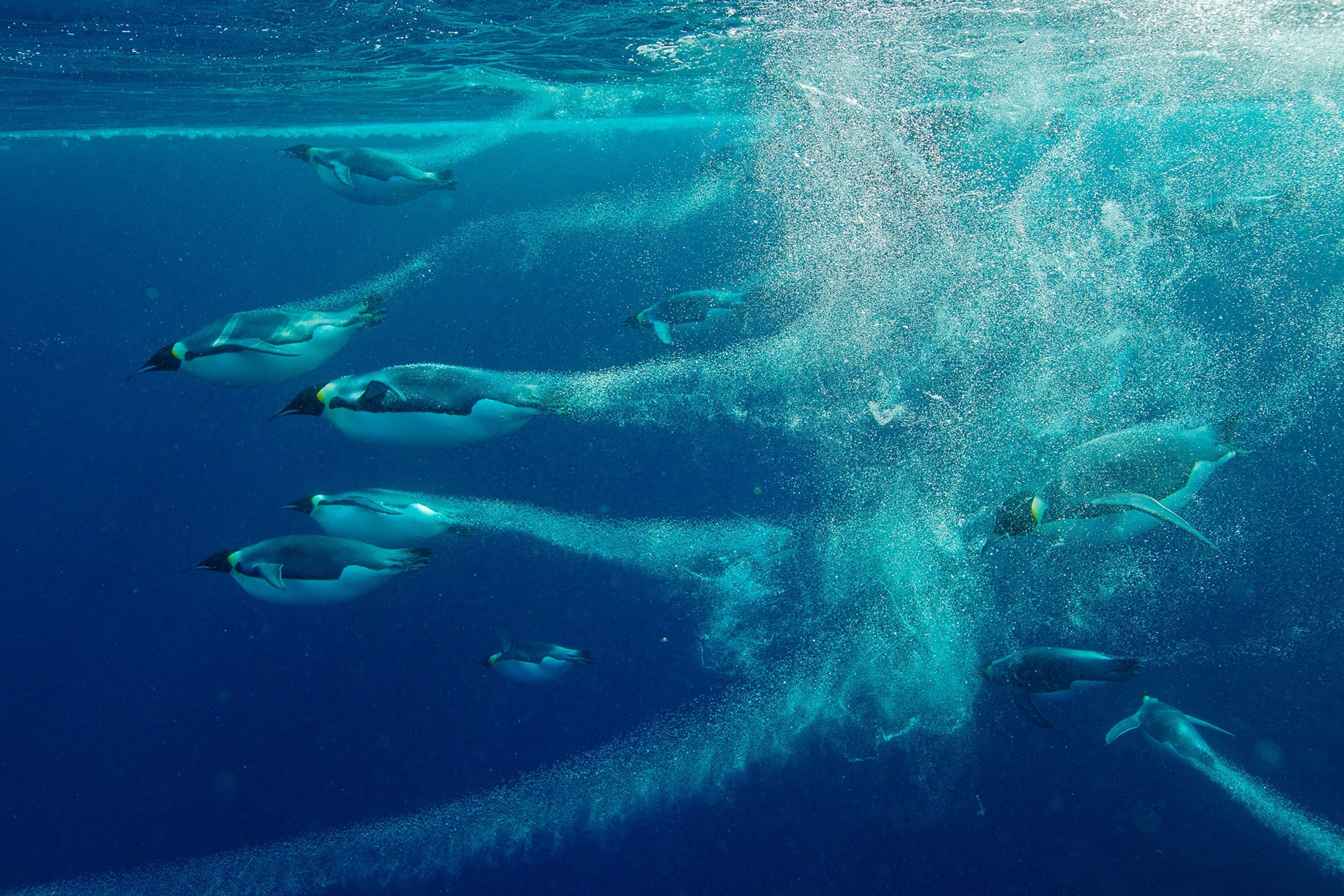 penguins