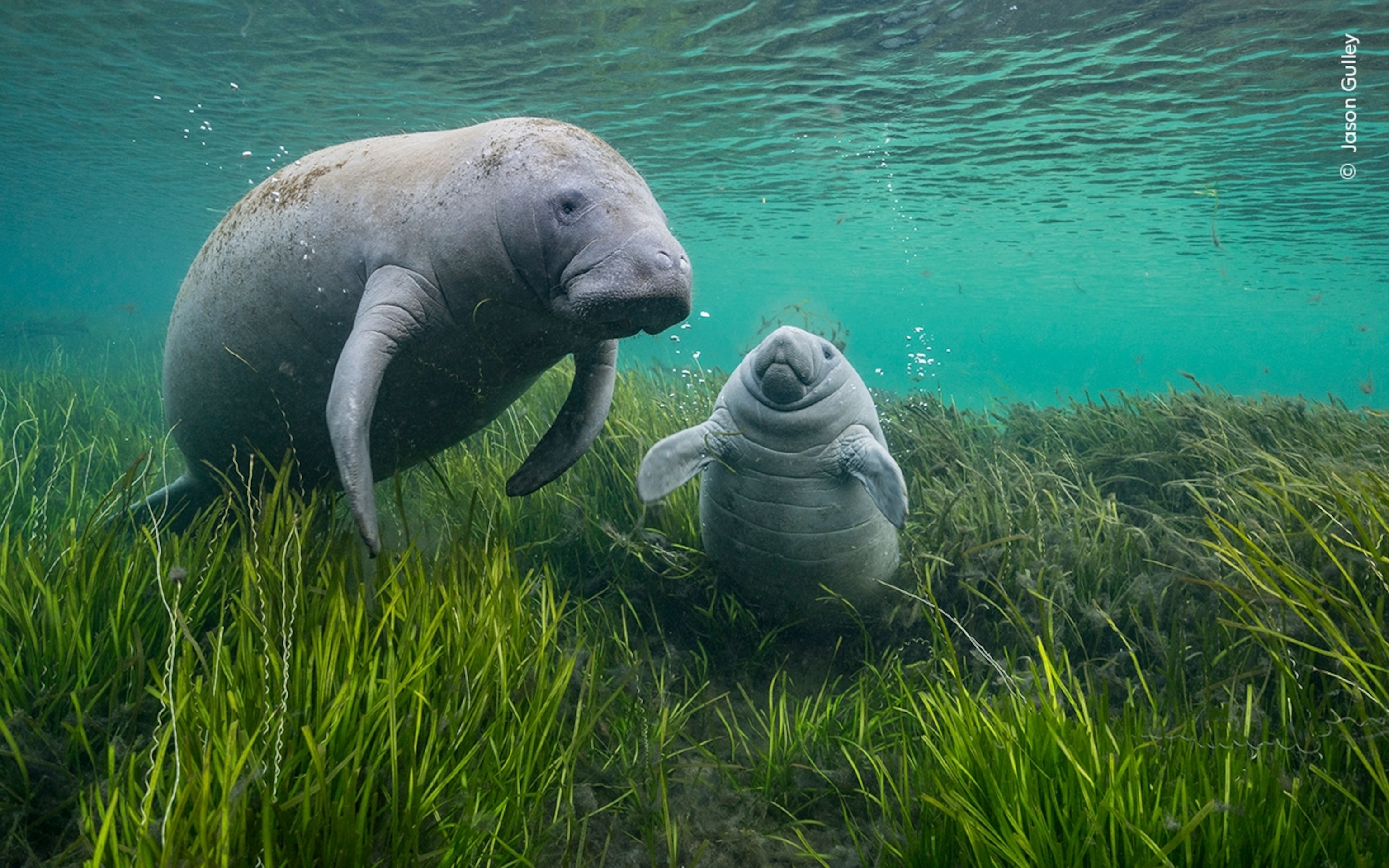 A mother and baby manatee swim through eelgrass.