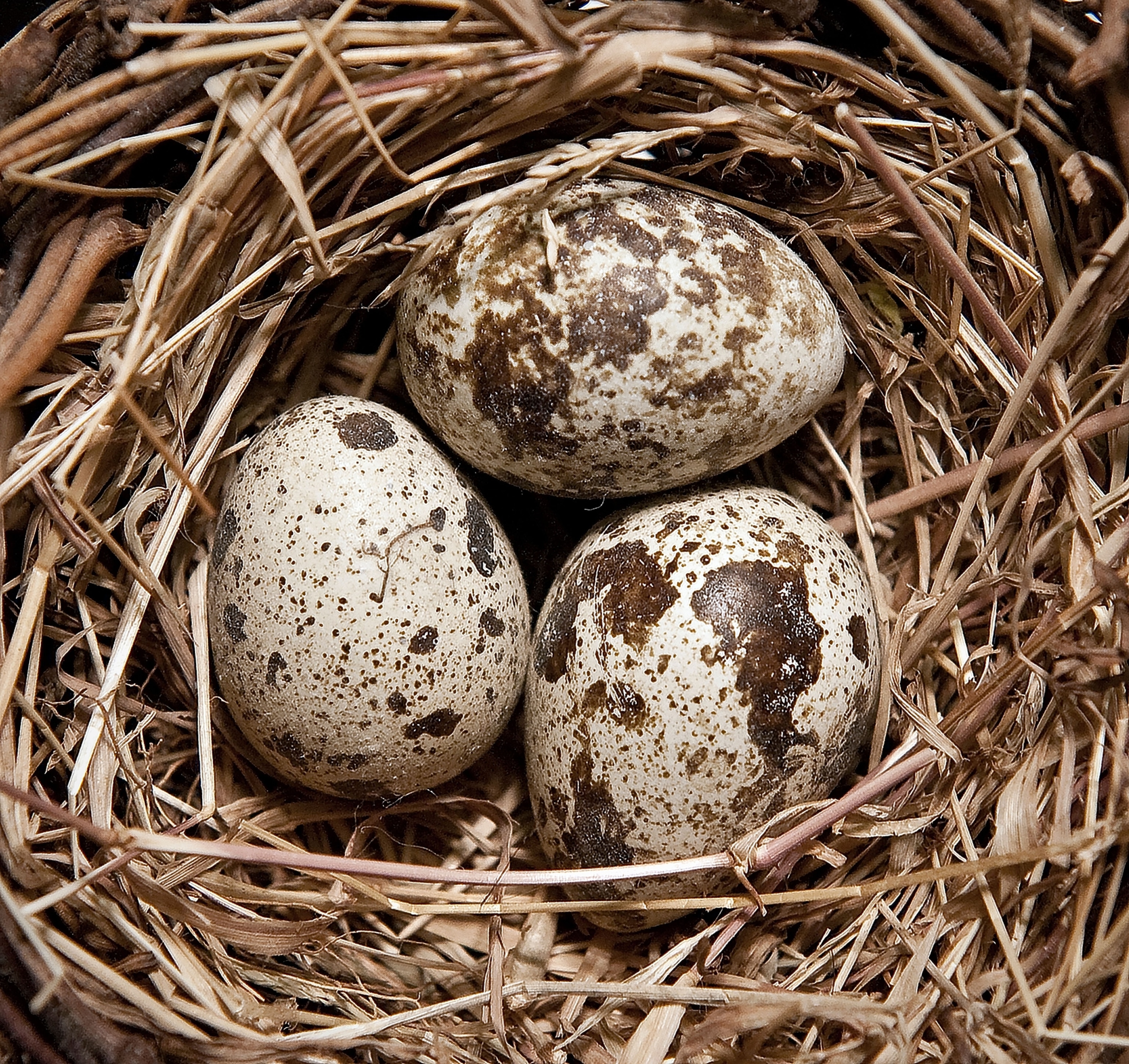 Bird nest with eggs.