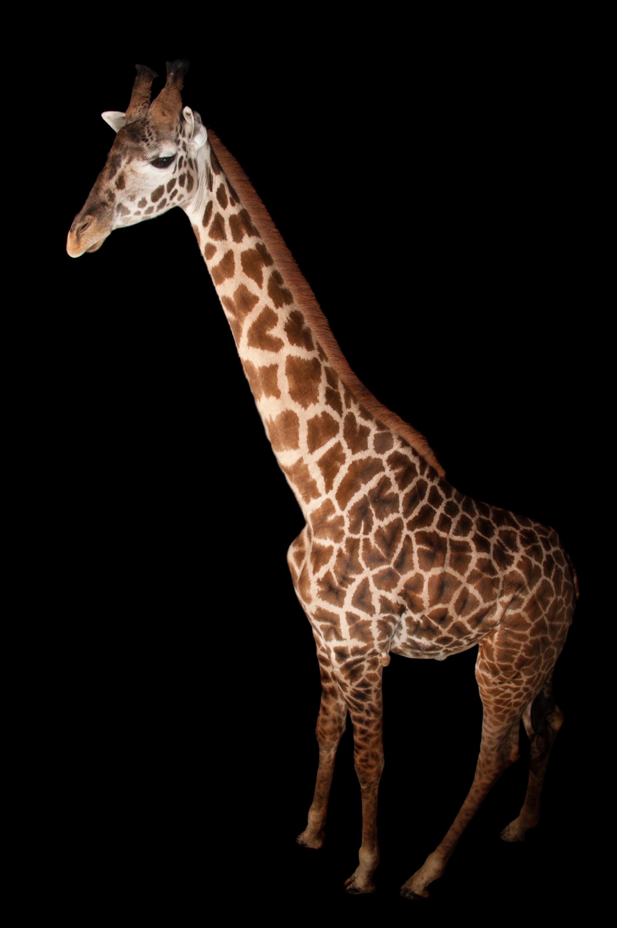 a Masai giraffe