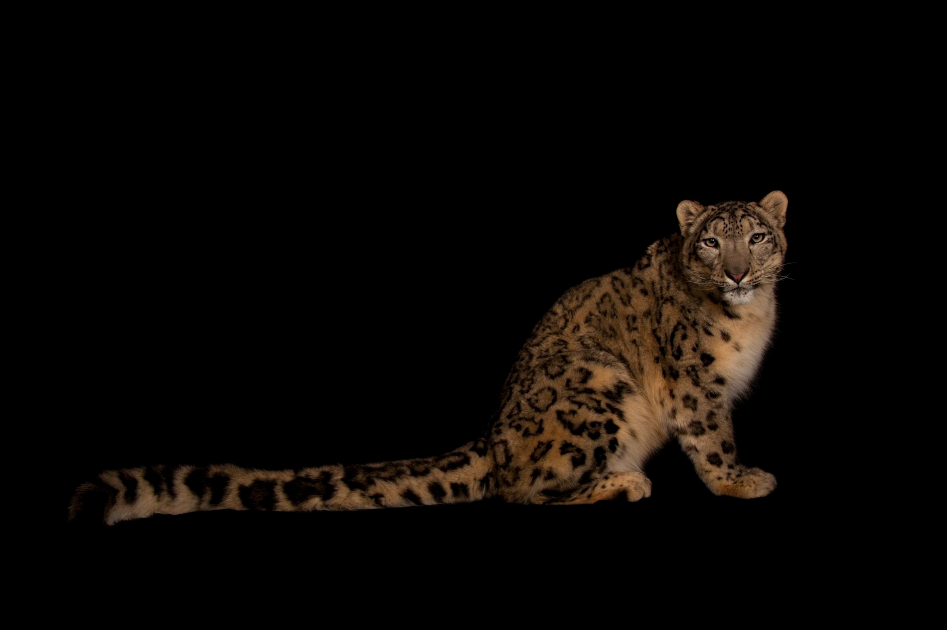 a snow leopard