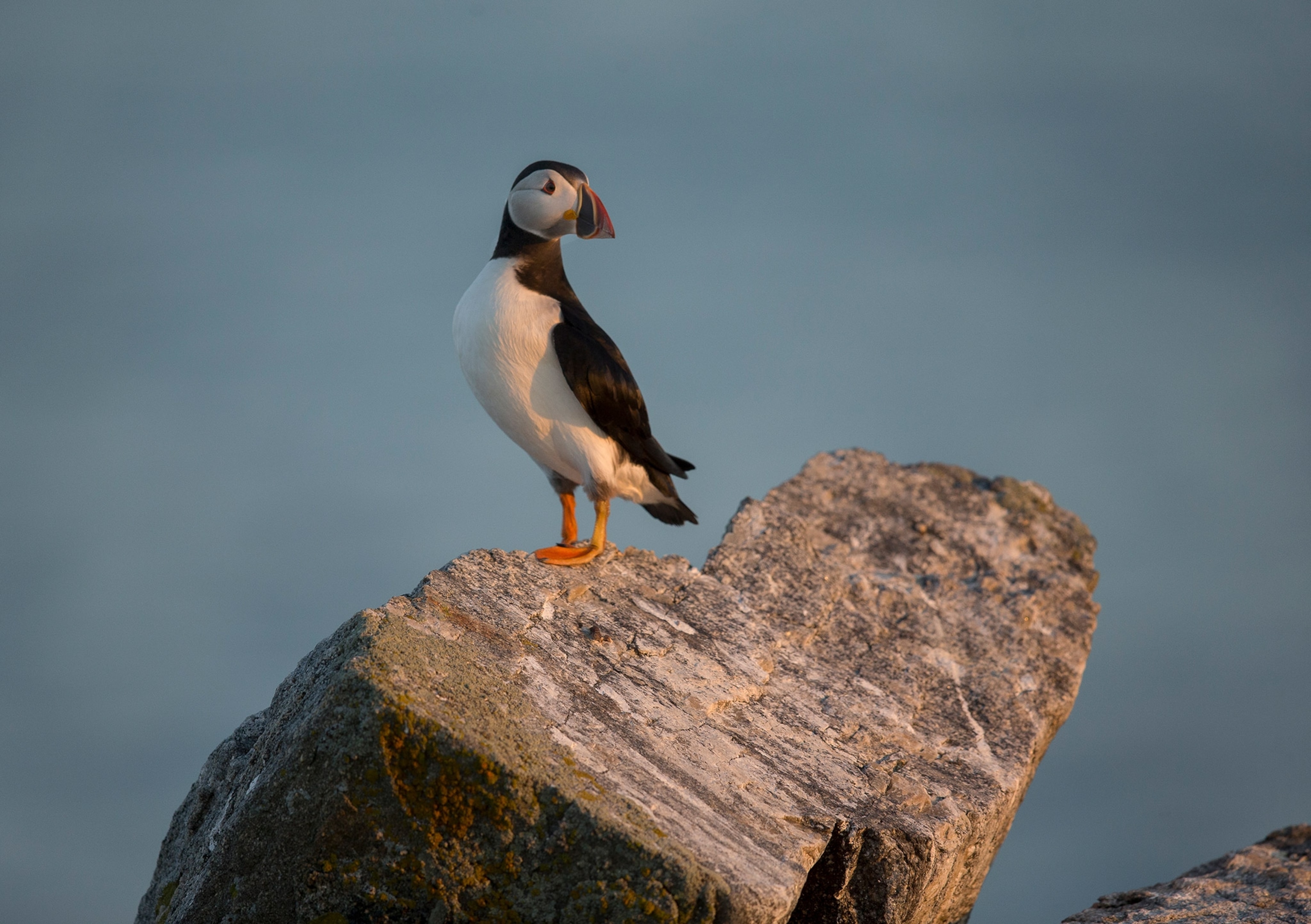 an Atlantic Puffin on a heart shaped rock on Easter Egg Rock Island, Maine, USA