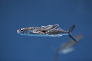 a flying fish