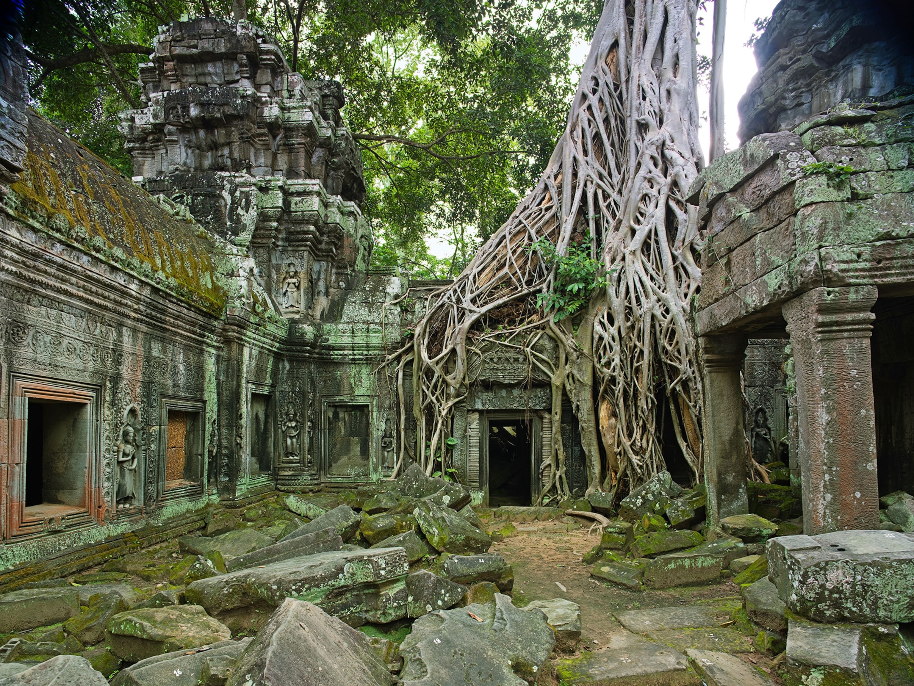 a tree over temple ruins