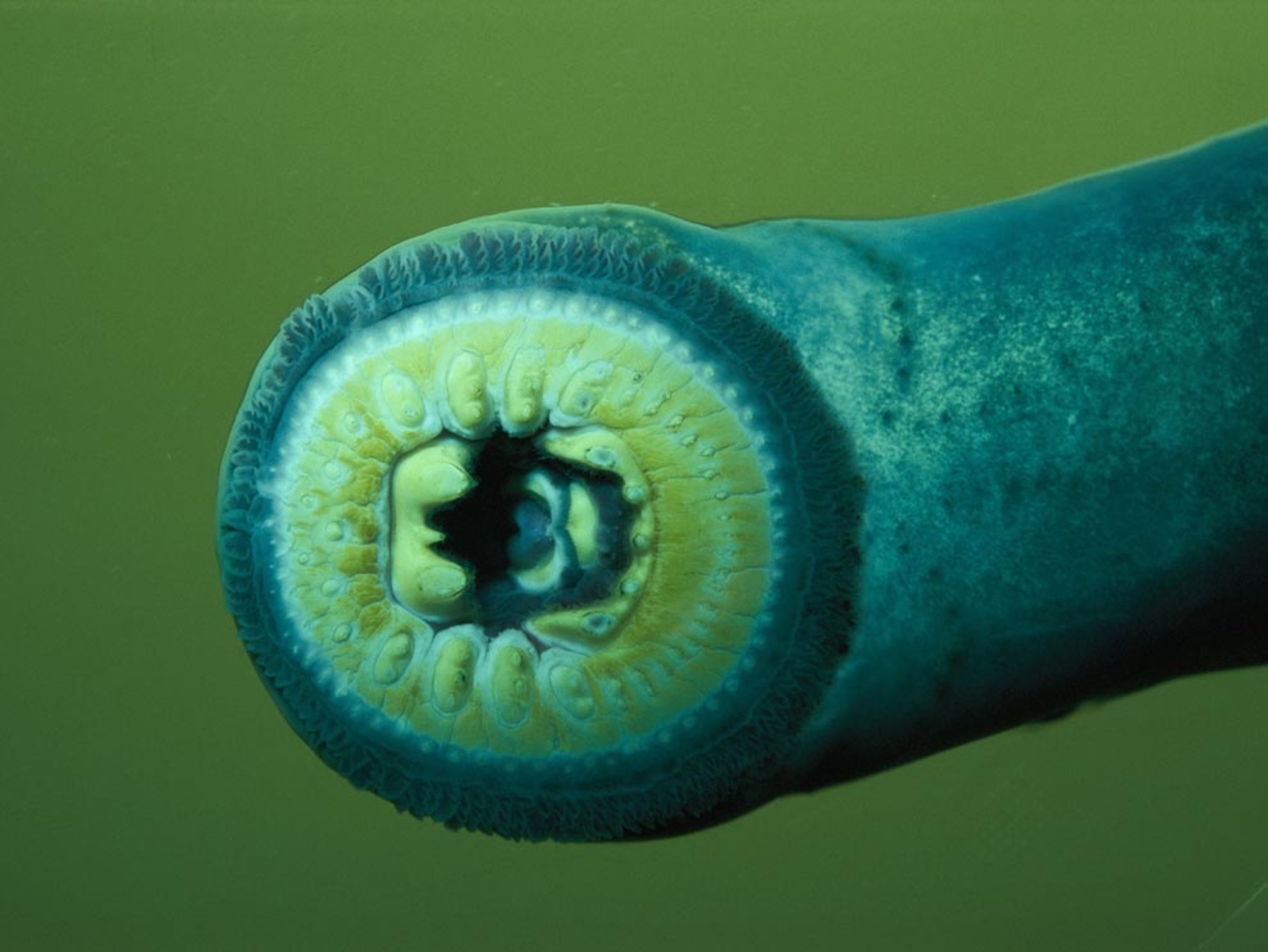 Close view of a Pacific lamprey