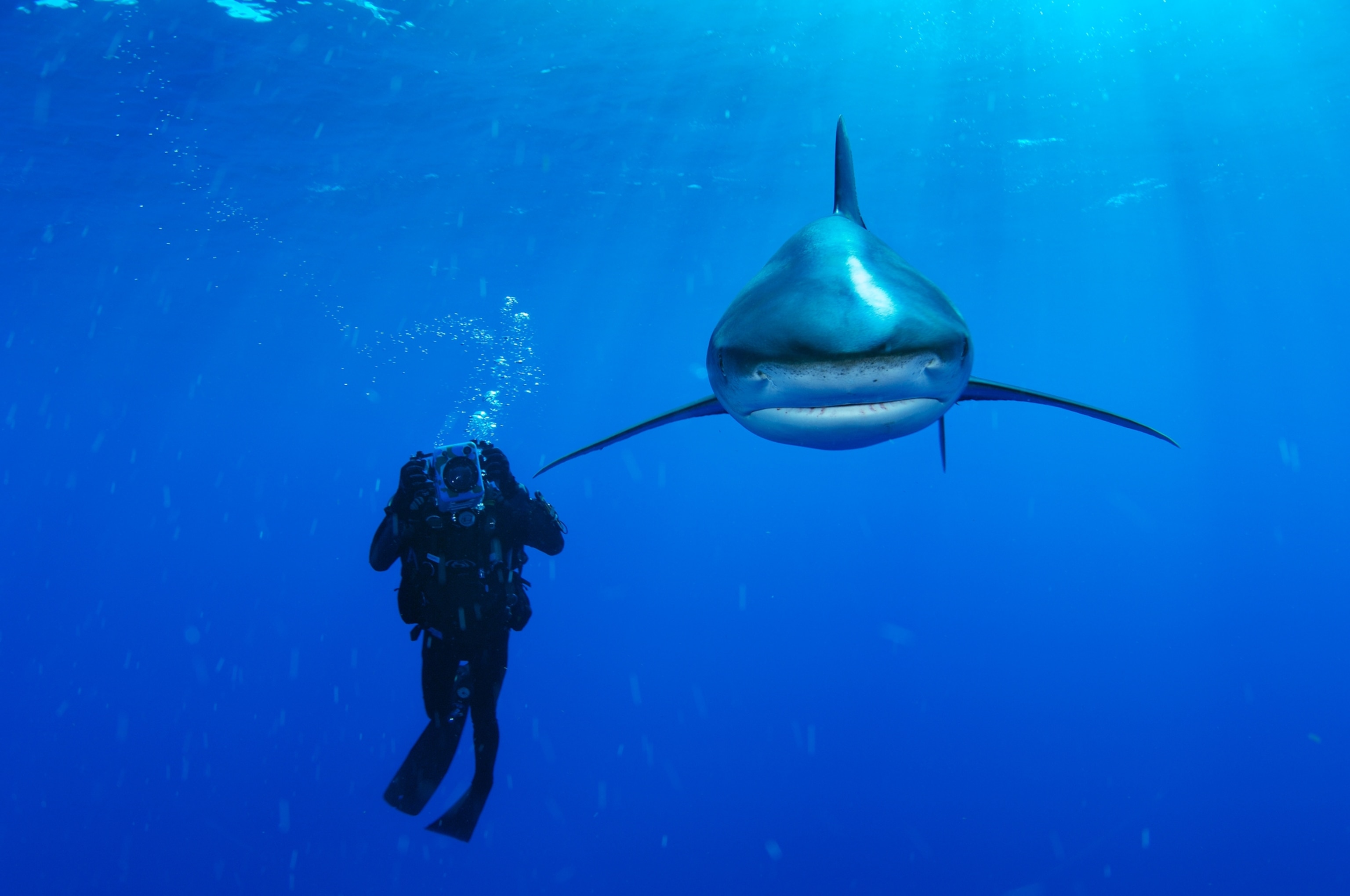 An oceanic whitetip shark swims past a diver.