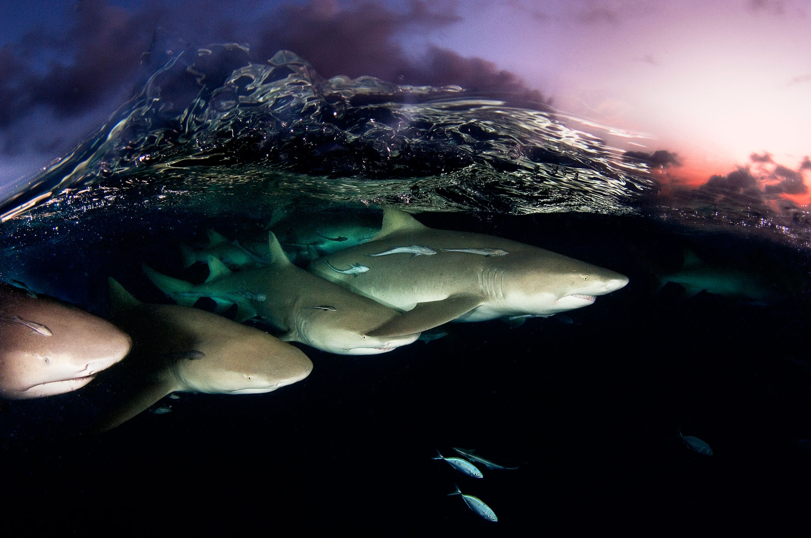 lemon sharks swimming under the waves in the Bahamas