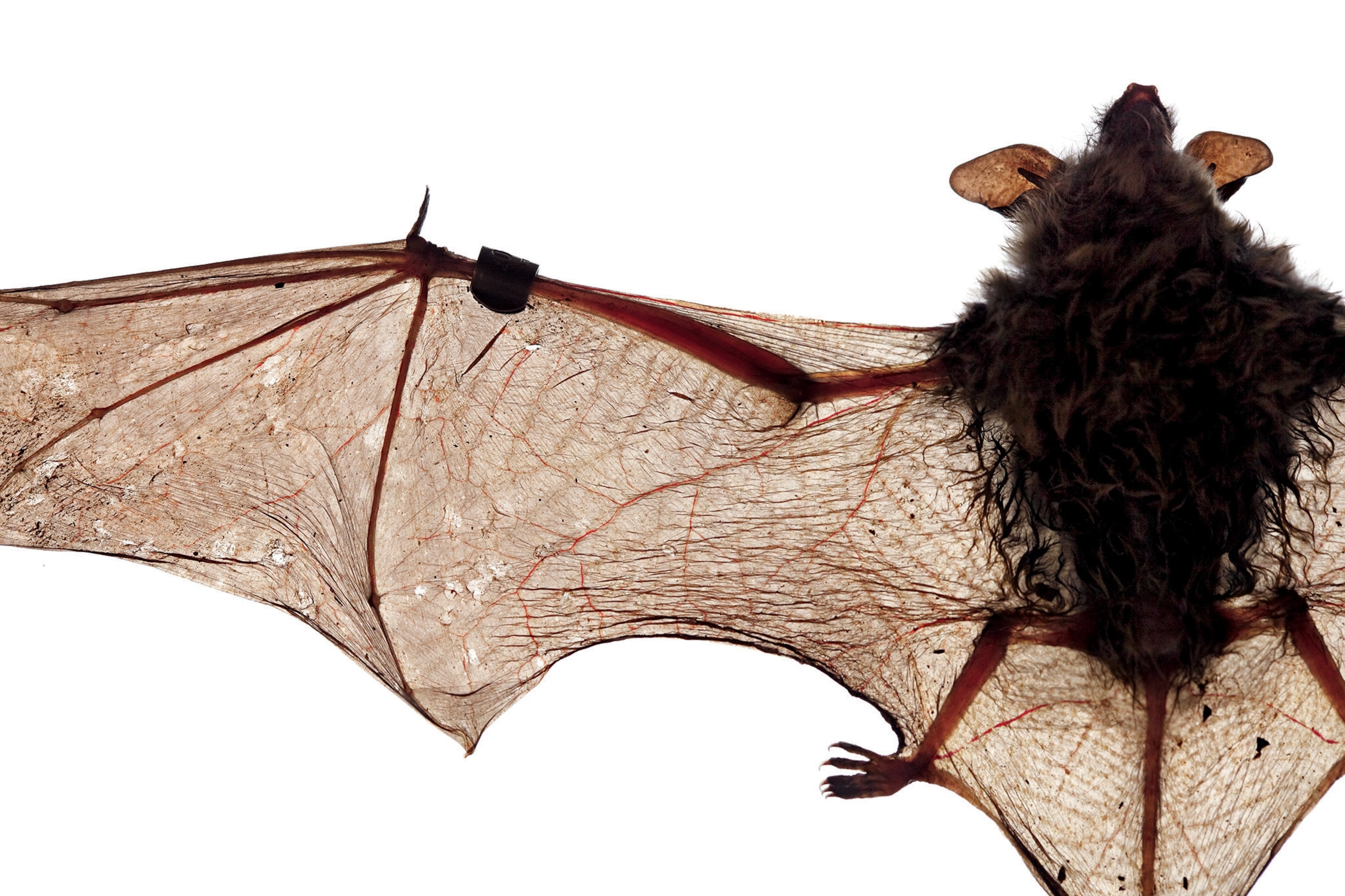 A little brown bat from Vermont on a light table in the USGS lab. WNS has deteriorated its wings. The damage is clearly visible