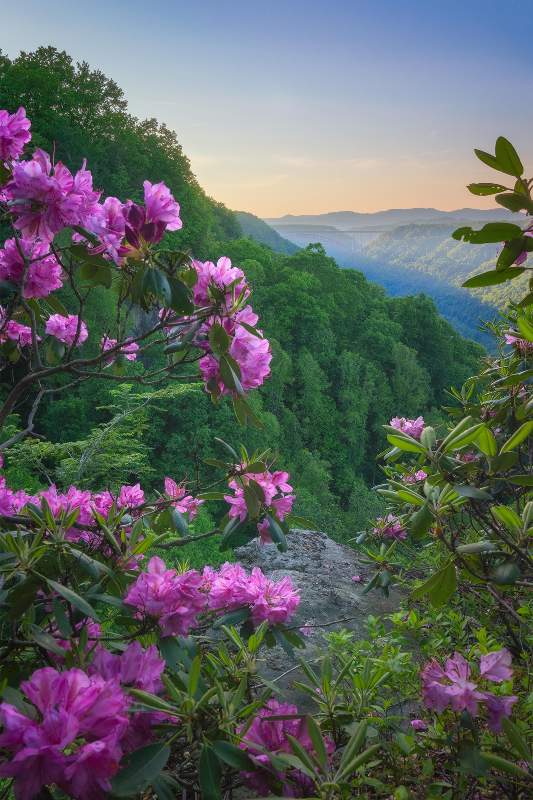 The purple/pink spring blooms of Rhododendron catawbiense line the cliff areas throughout the New River Gorge in West Virginia, the New River bridge.