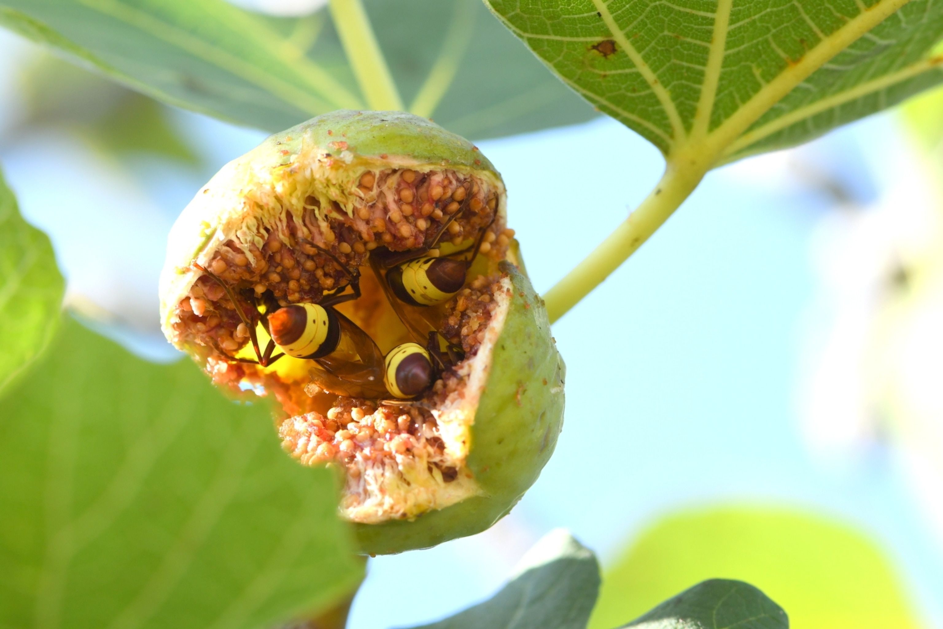 Three wasps in an open fig green exterior.