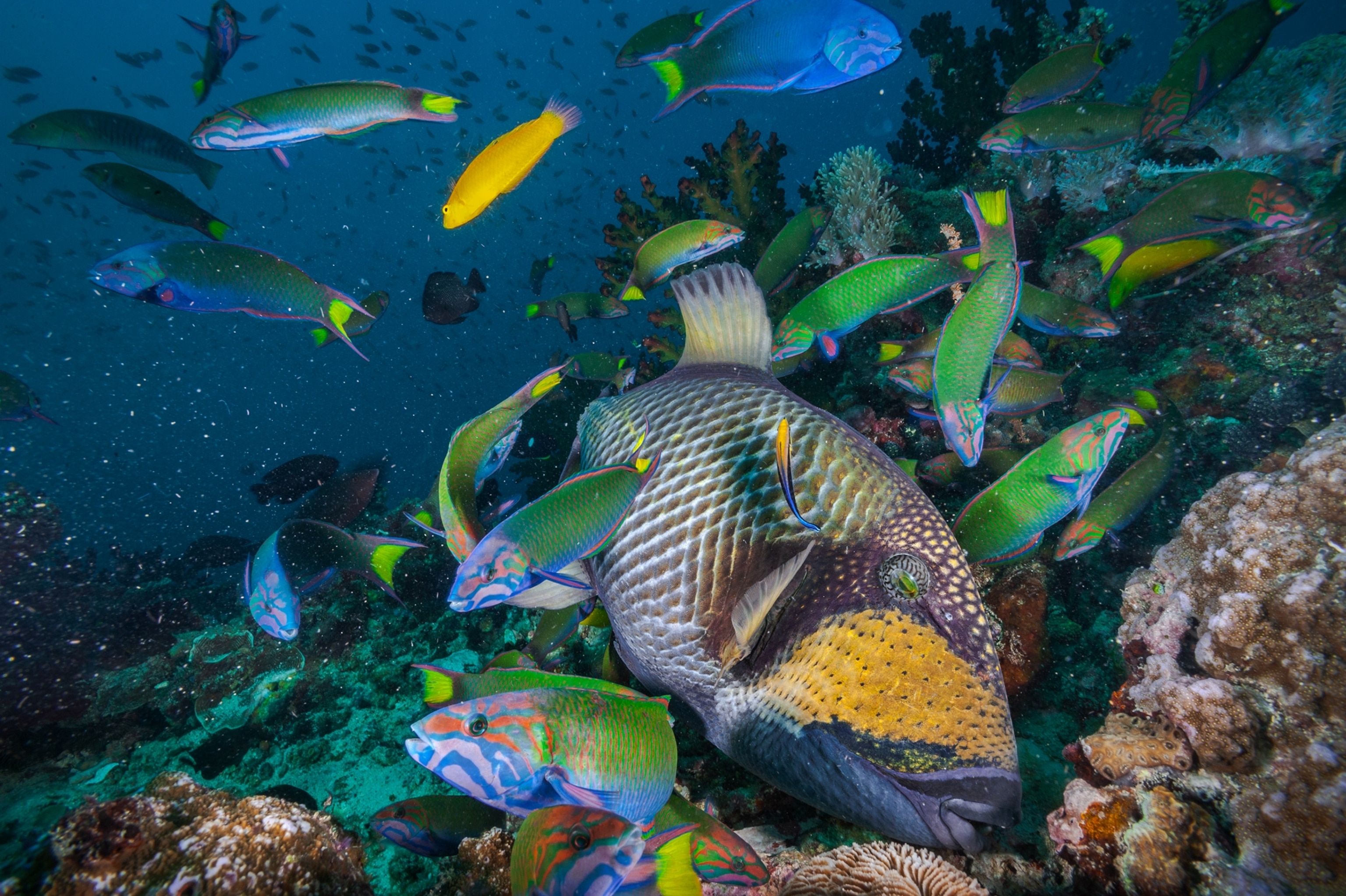 Picture of a school of green and blue moon wrasse fish overwhelming a large purple and golden titan triggerfish, which has laid down across its nest as a last resort.