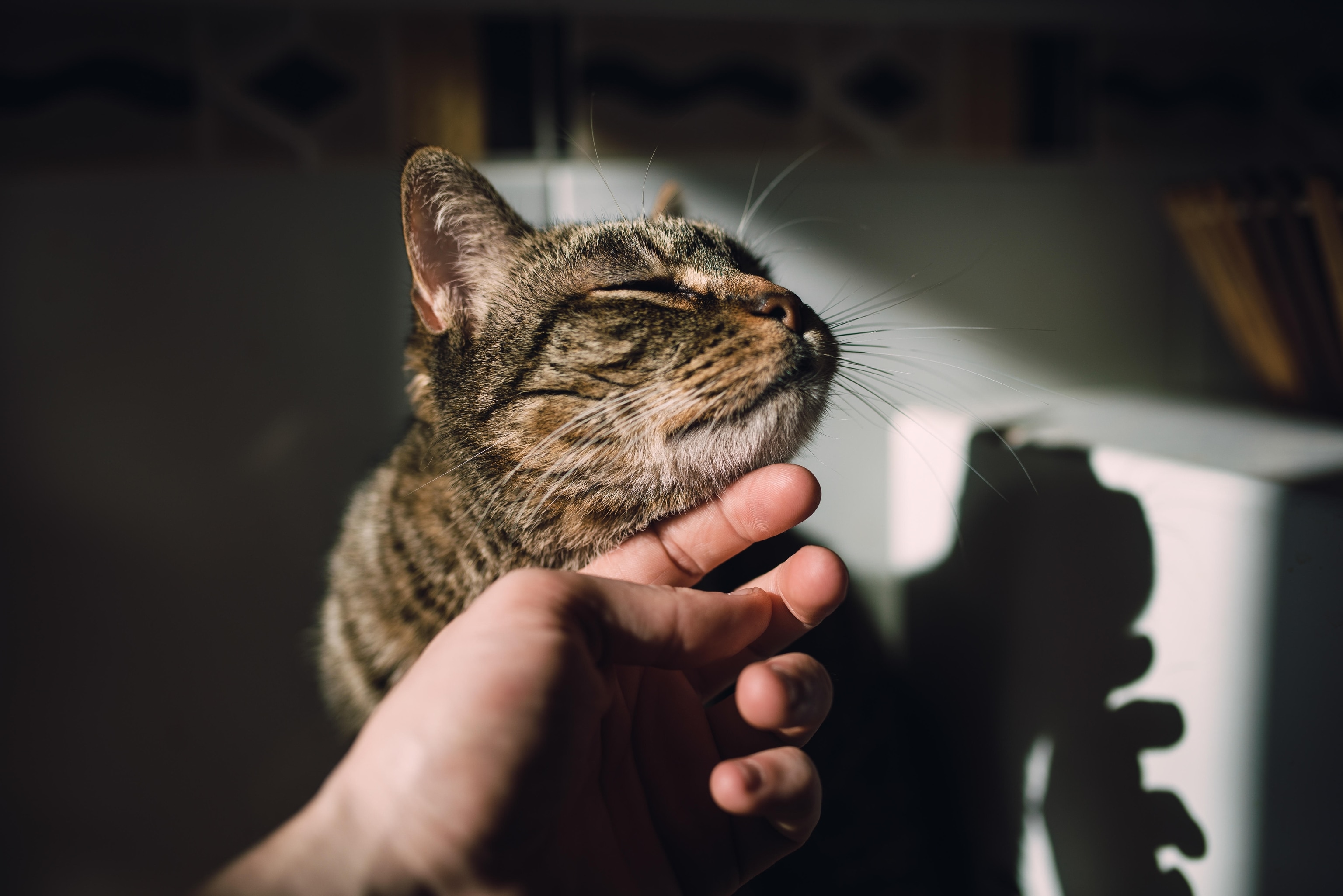 Close-up on a white person's hand stroking the chin of a content-looking tabby cat.
