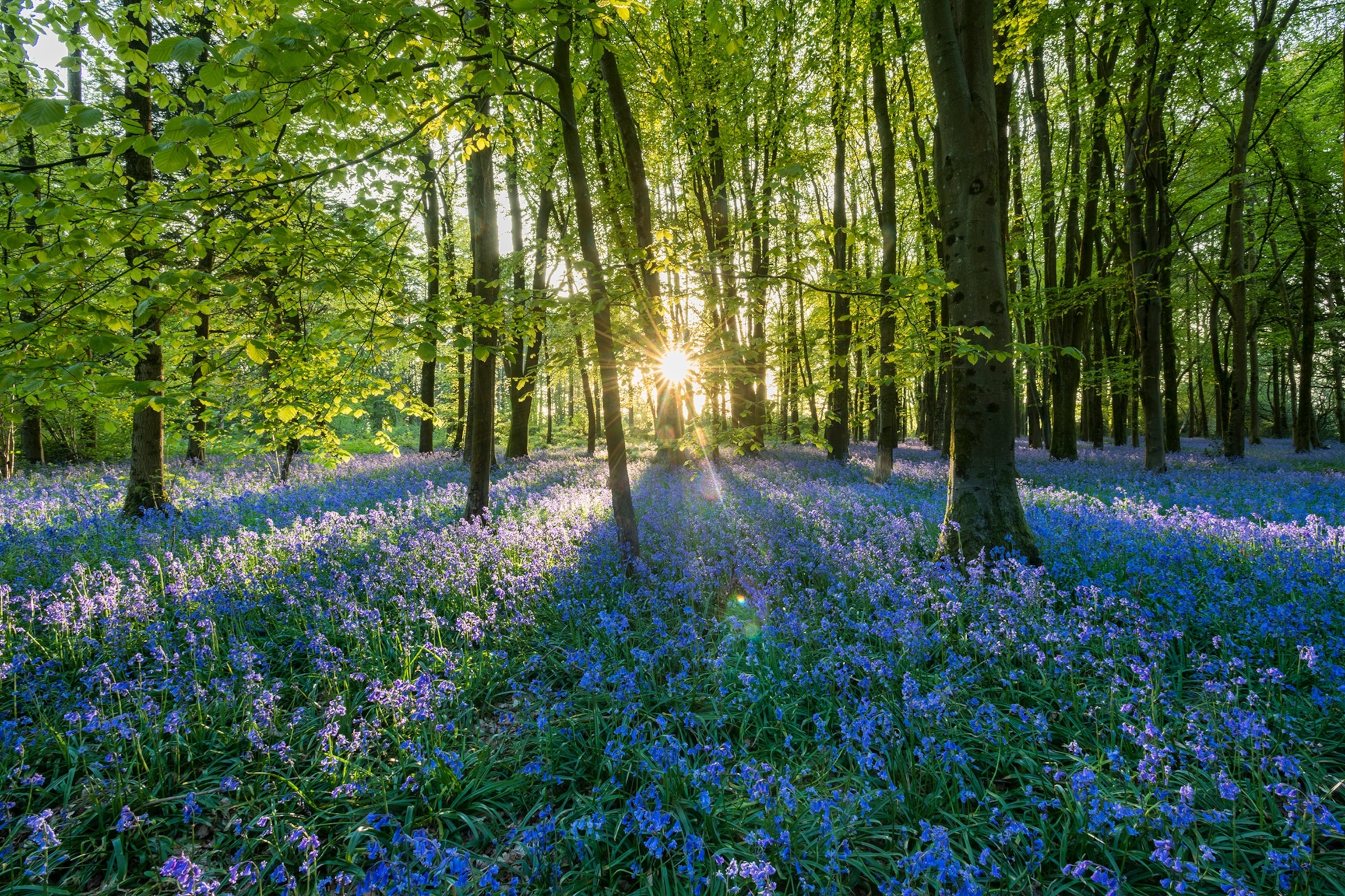 a forest in Shaftesbury, Dorset, United Kingdom