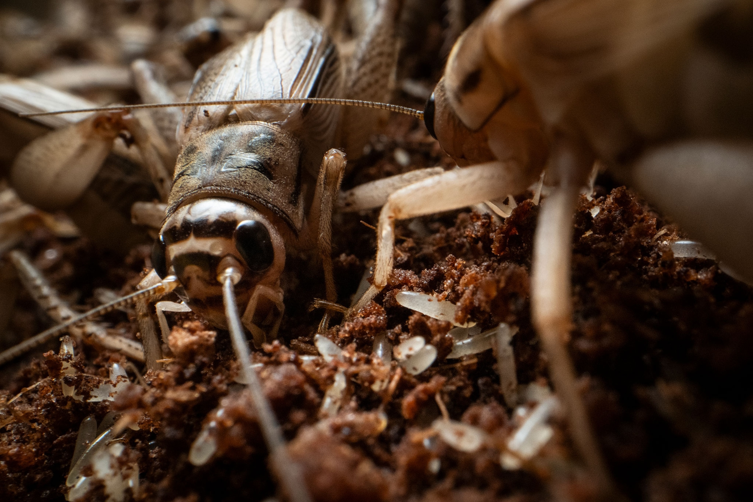 A close-up of crickets crawling around in a pile of dirt.