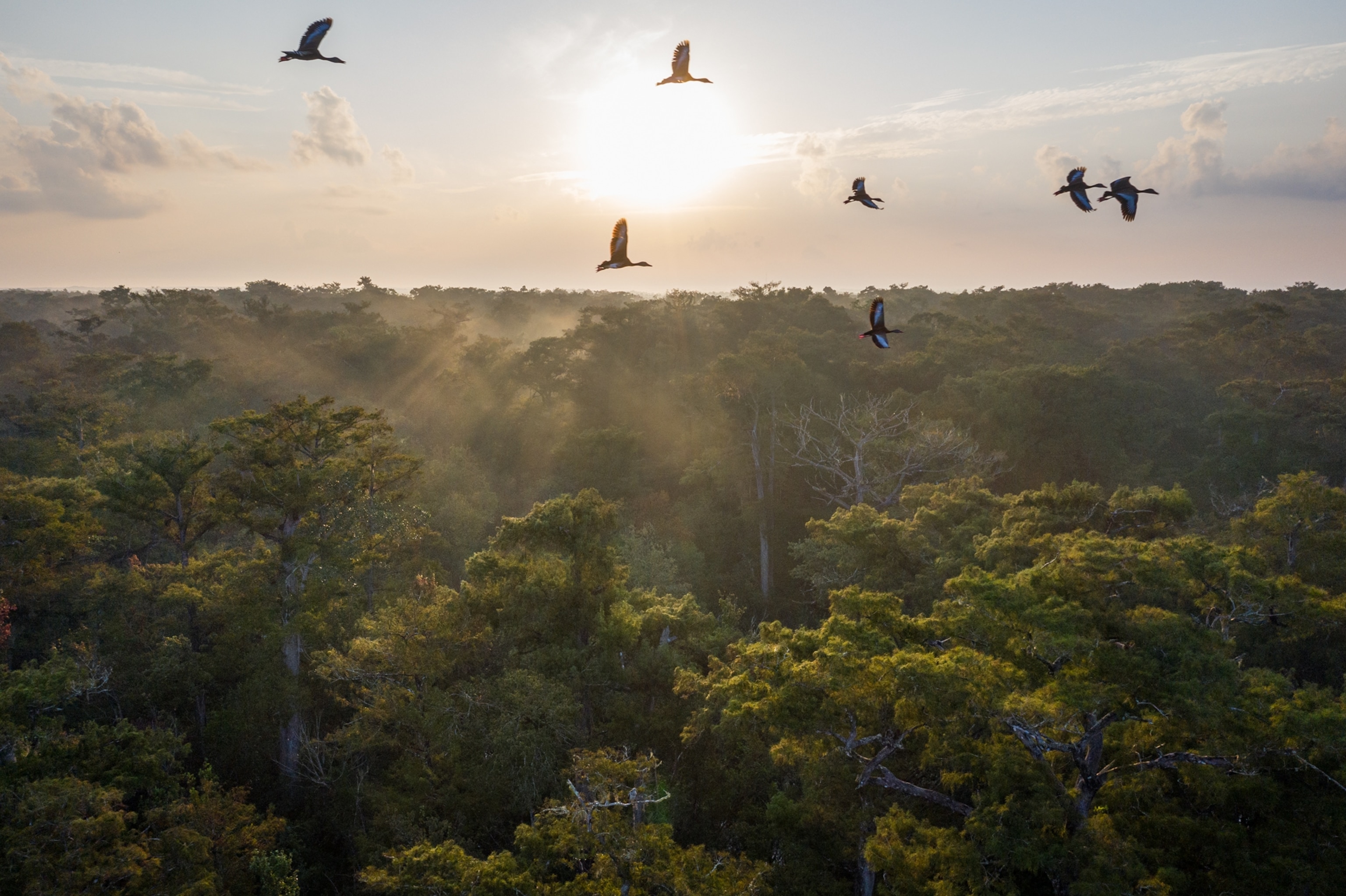 Ducks flying over green woodland.